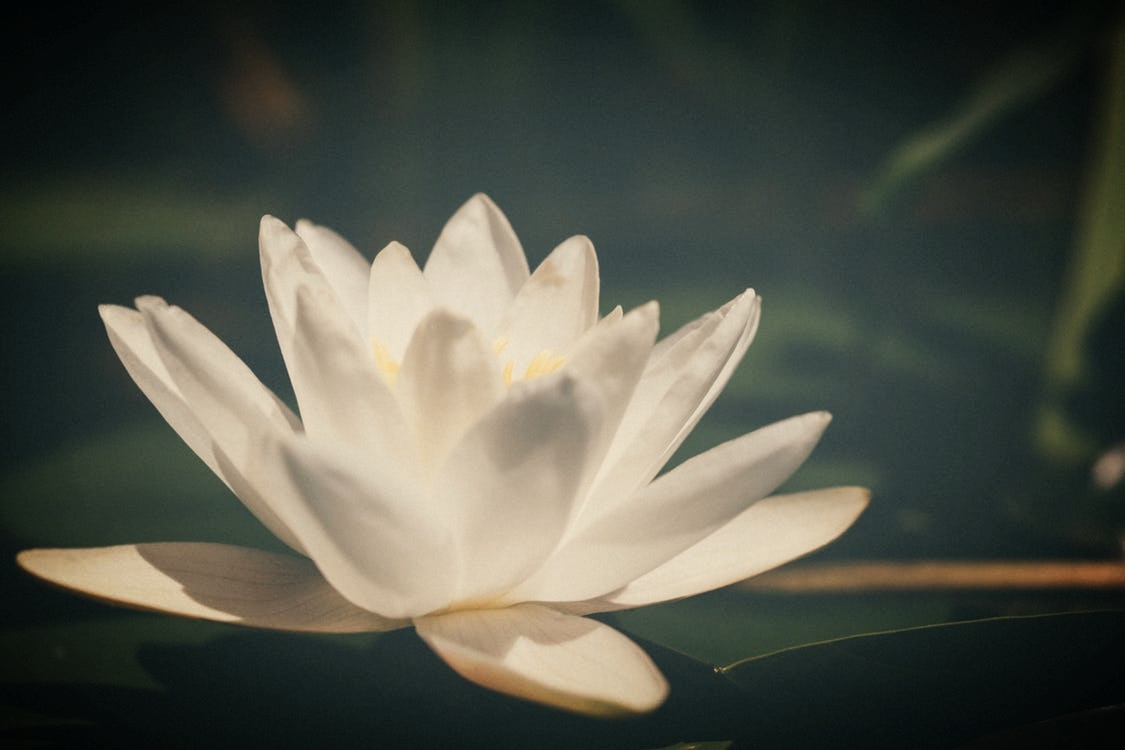 white lily.jpeg