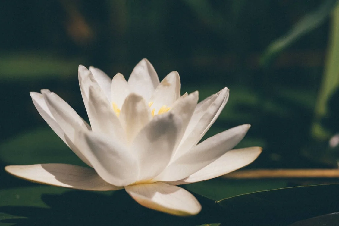 white lily.jpeg