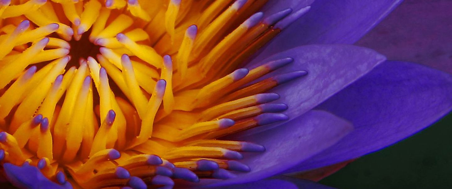 close-up-of-lotus-flower-nymphaea-caerulea-483625045-57254e695f9b589e34de8a99 copy 3.jpg