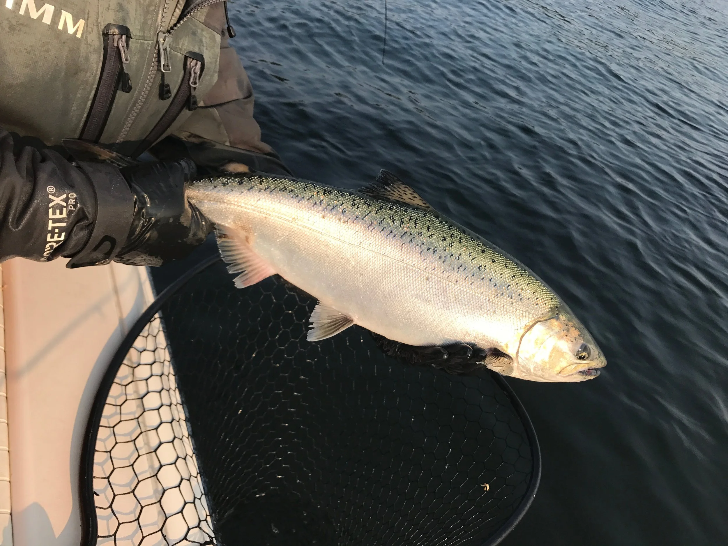 Fishing Photography Cut Plug Charters Seattle Salmon Fishing — Cut