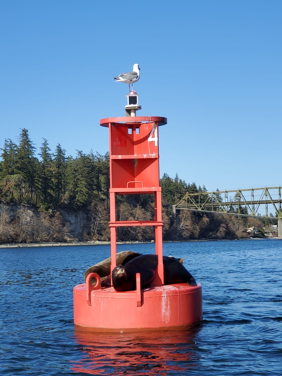 Seattle Sightseeing Tour Cut Plug Charter Seattle Salmon Fishing