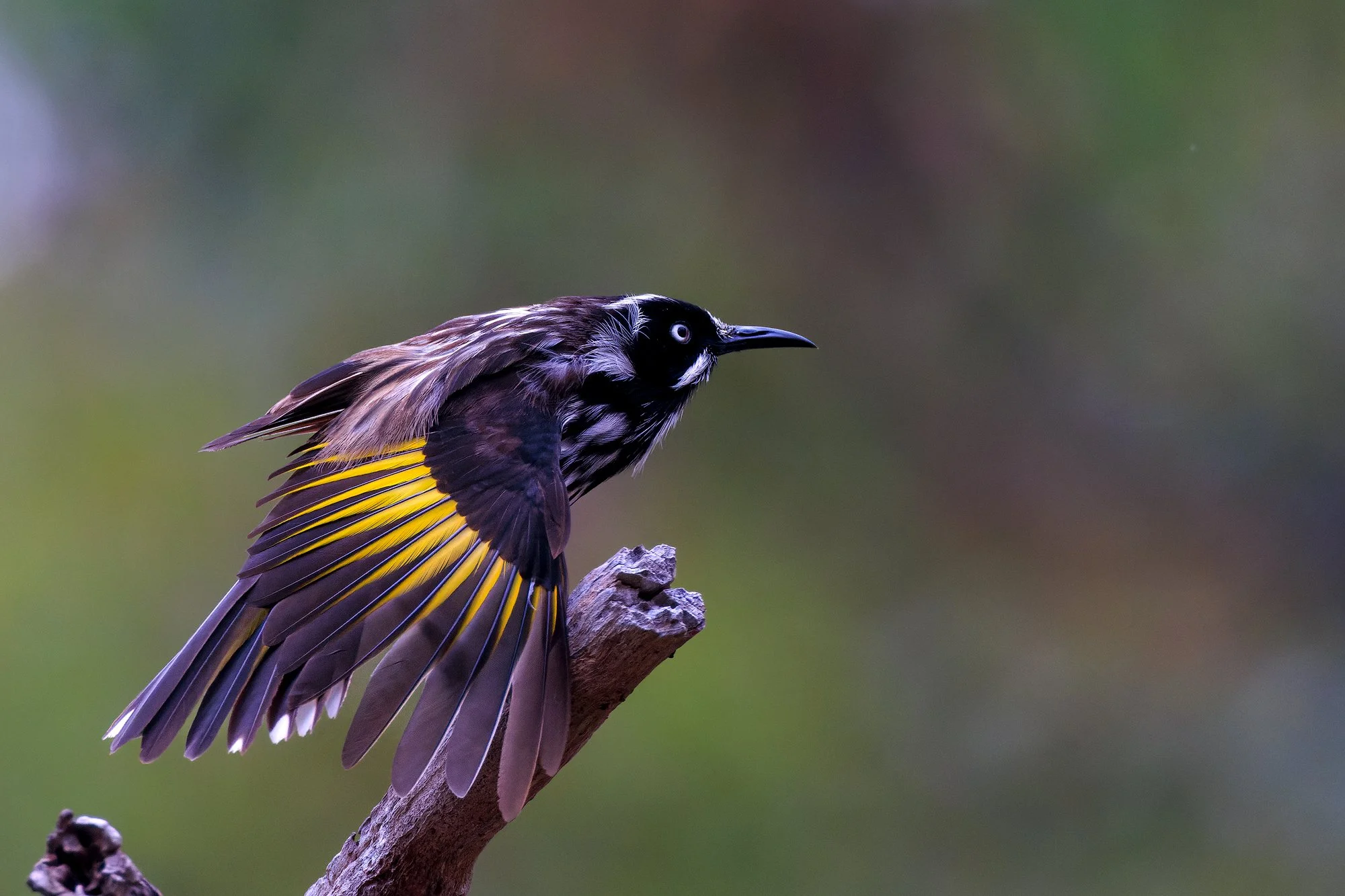 New Holland Honeyeater