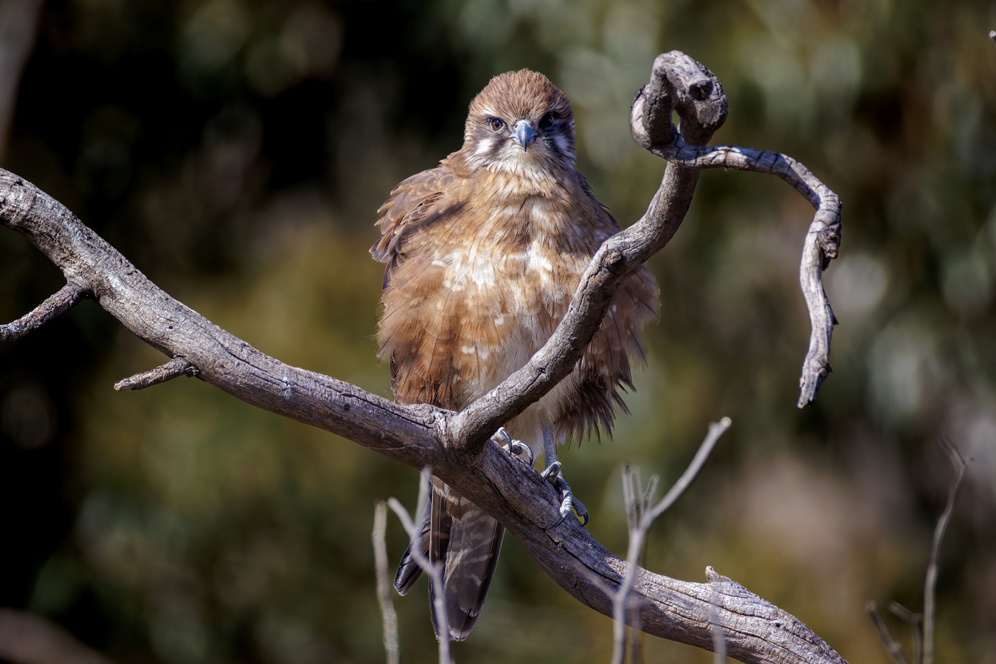 Brown Falcon