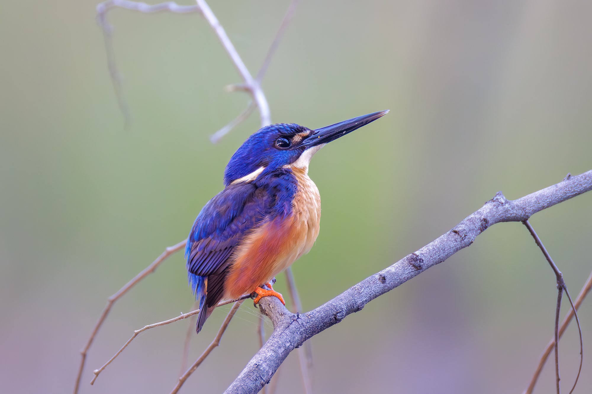 Azure Kingfisher