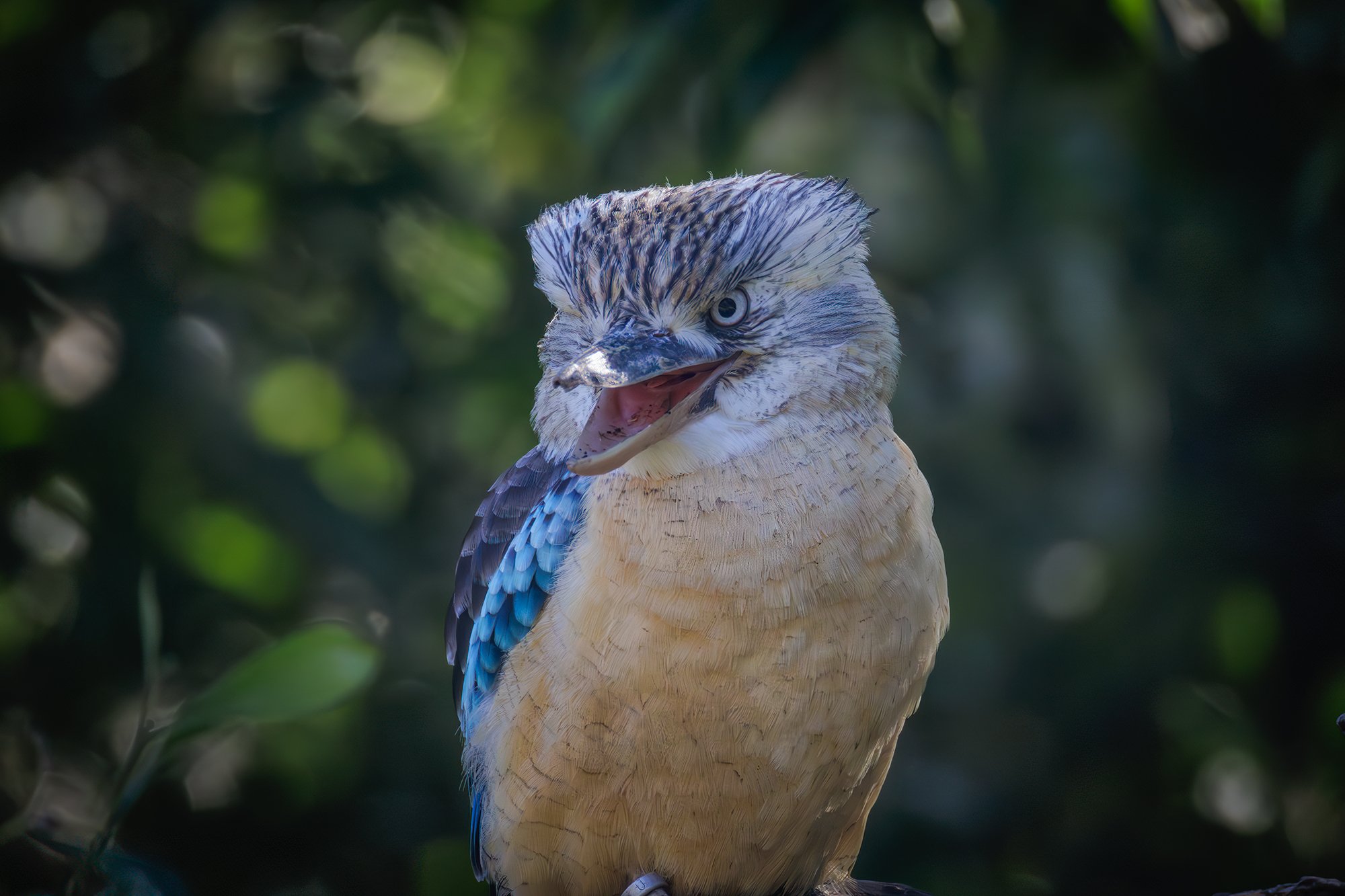 Blue Winged Kookaburra
