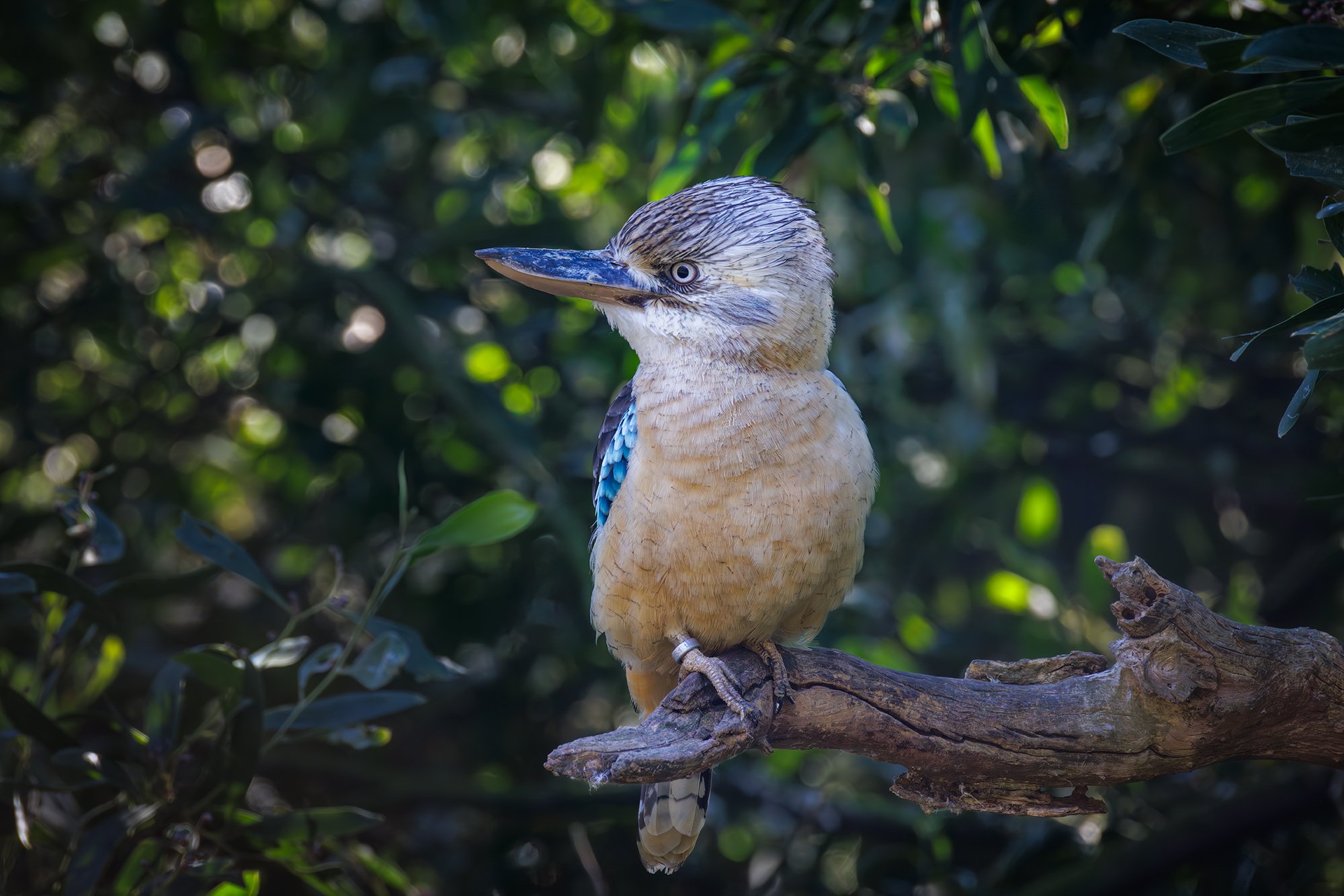 Blue Winged Kookaburra