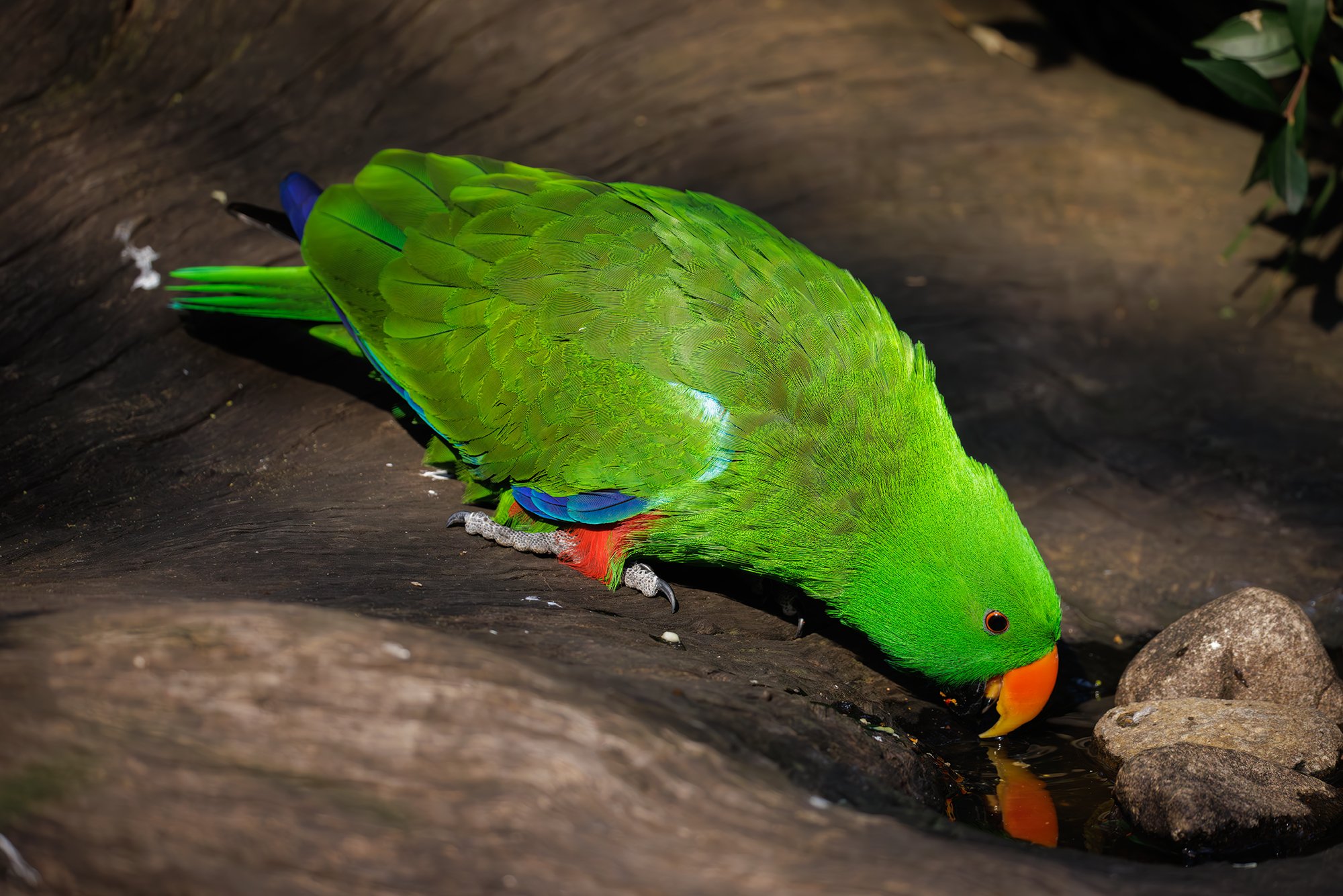 Eclectic Parrot