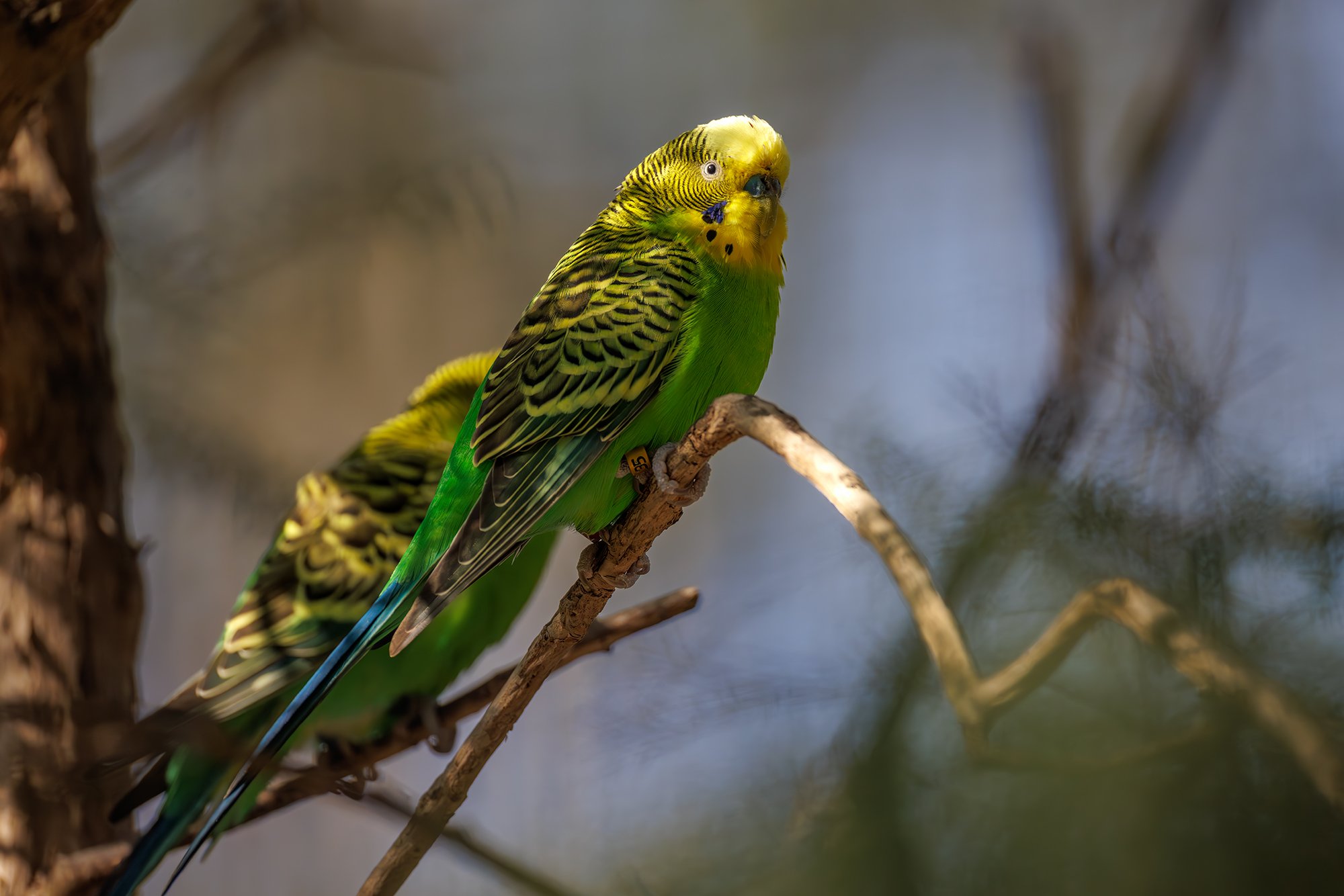 Budgerigar