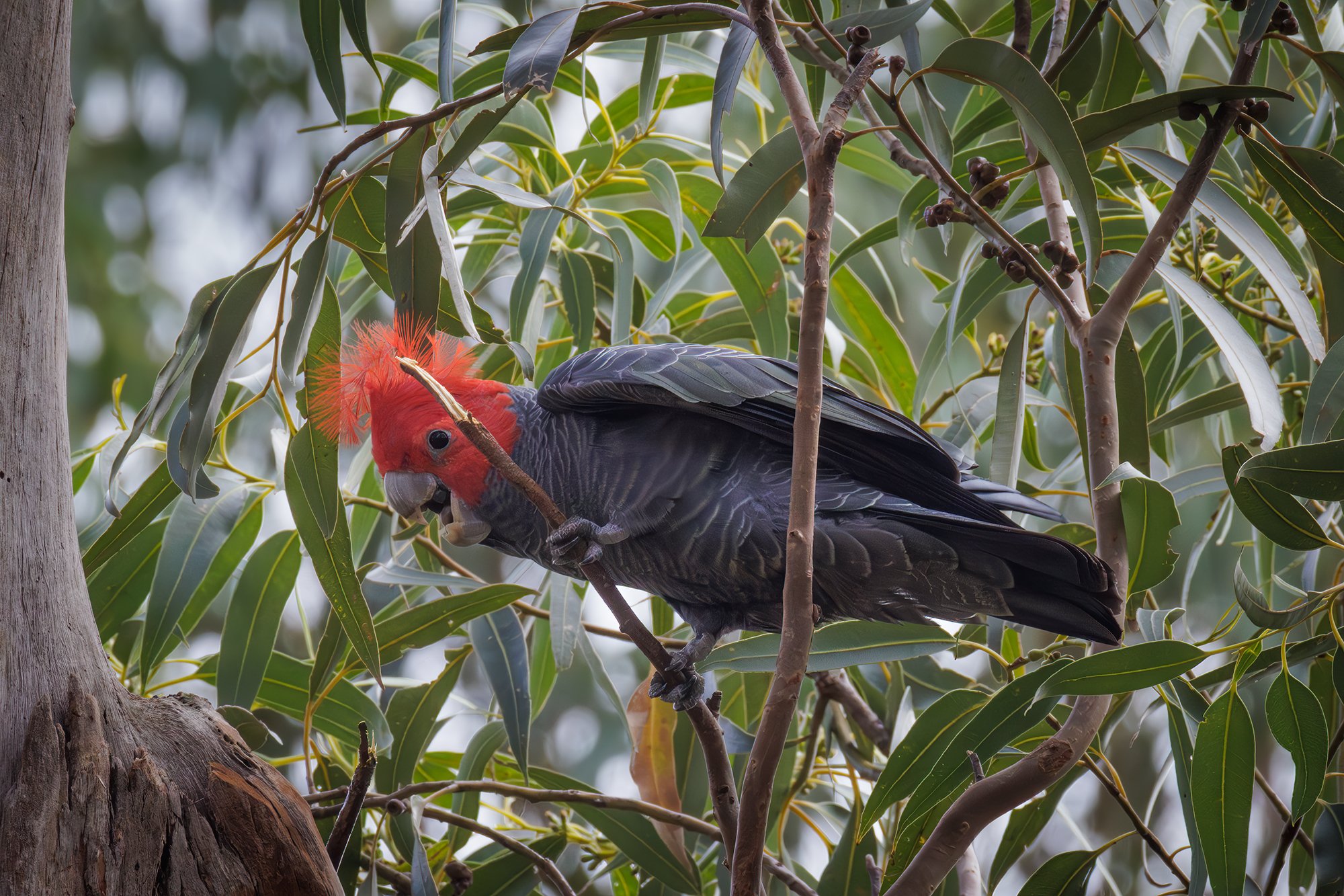 Gang Gang Cockatoo