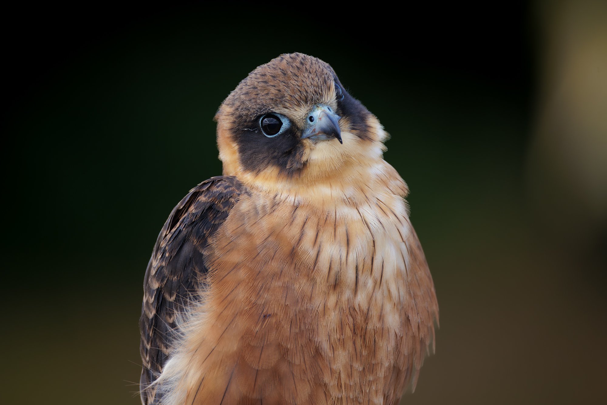 Australian Hobby