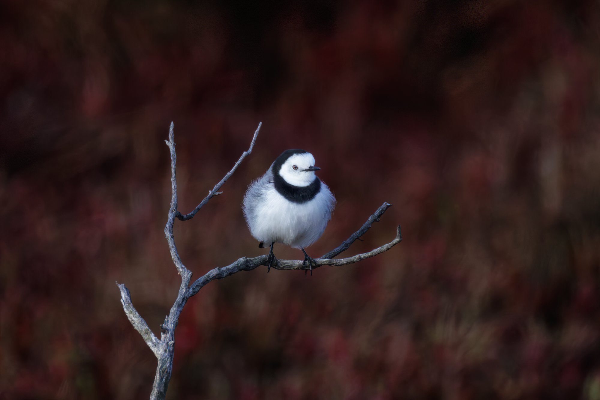White Fronted Chat