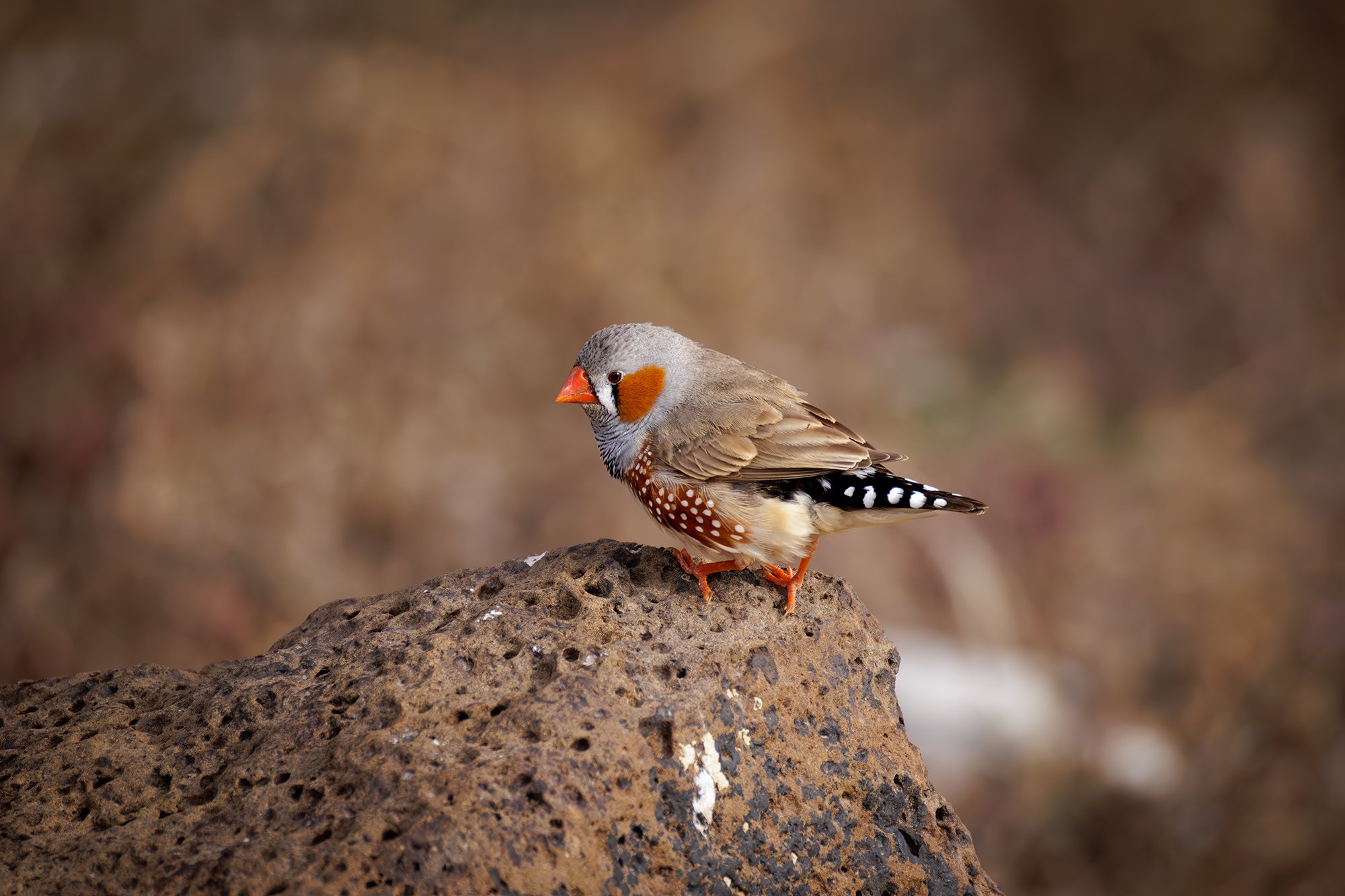Zebra Finch