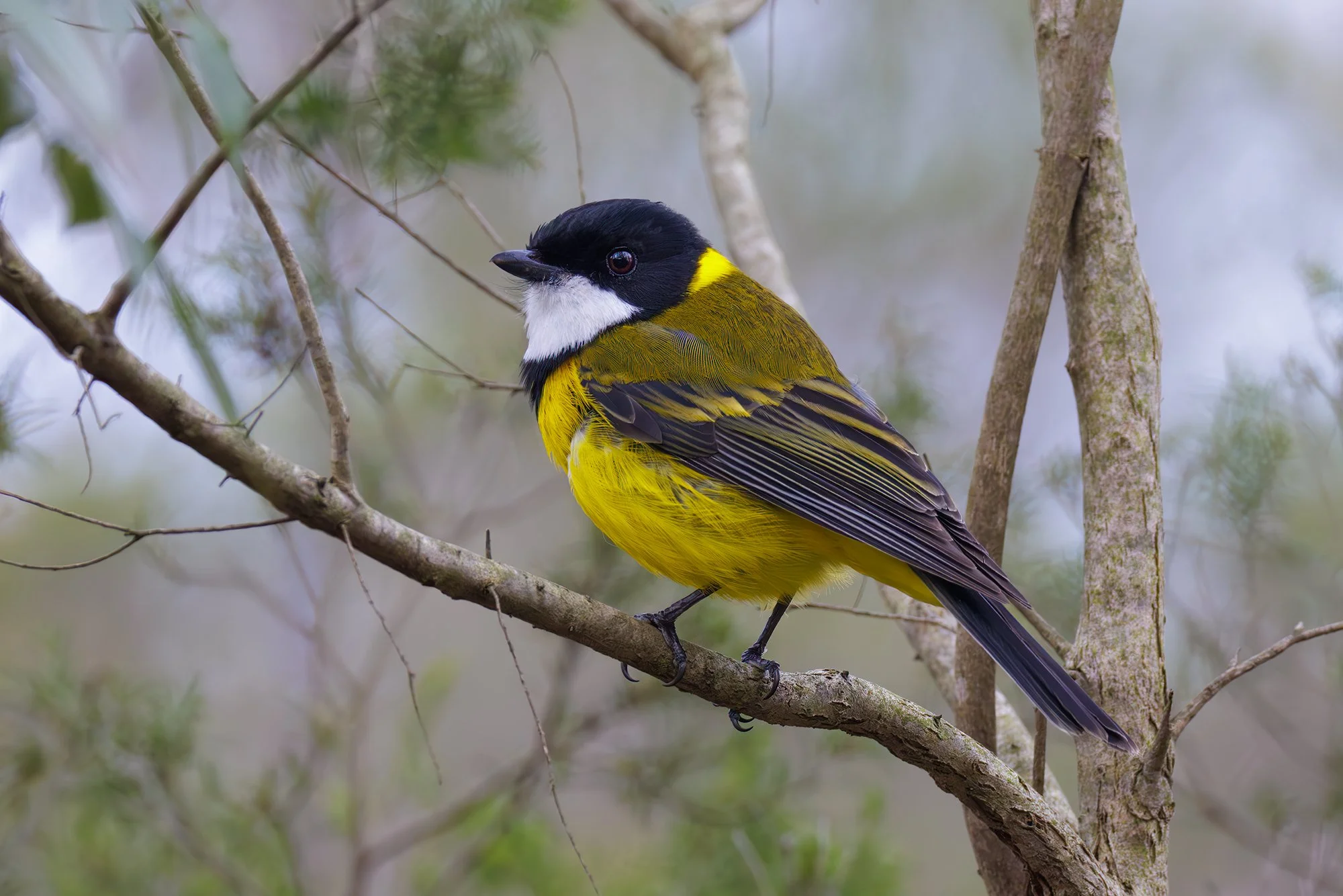 Golden Whistler
