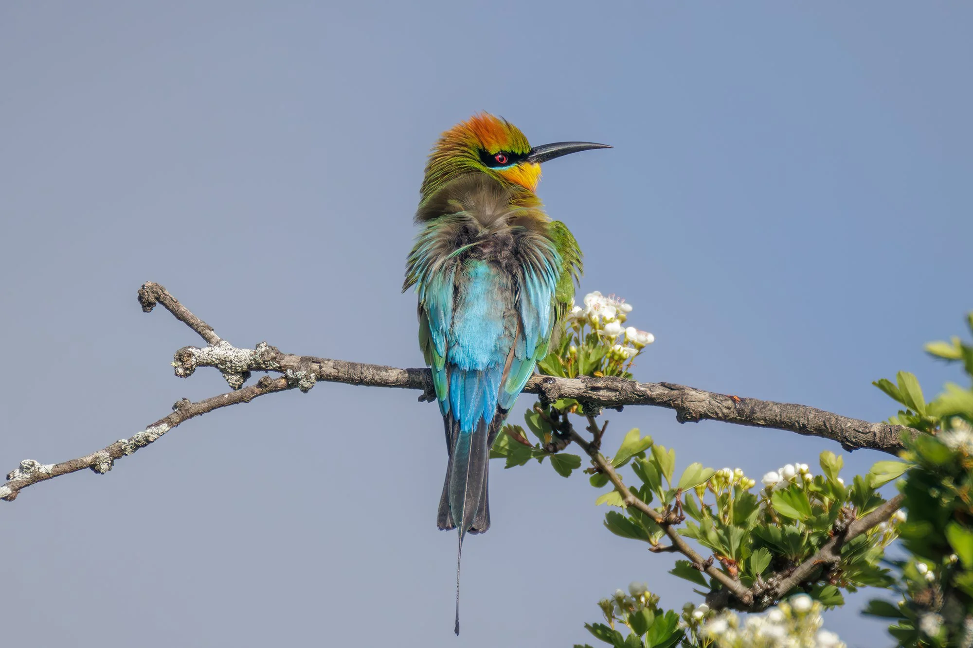 Rainbow Bee Eater