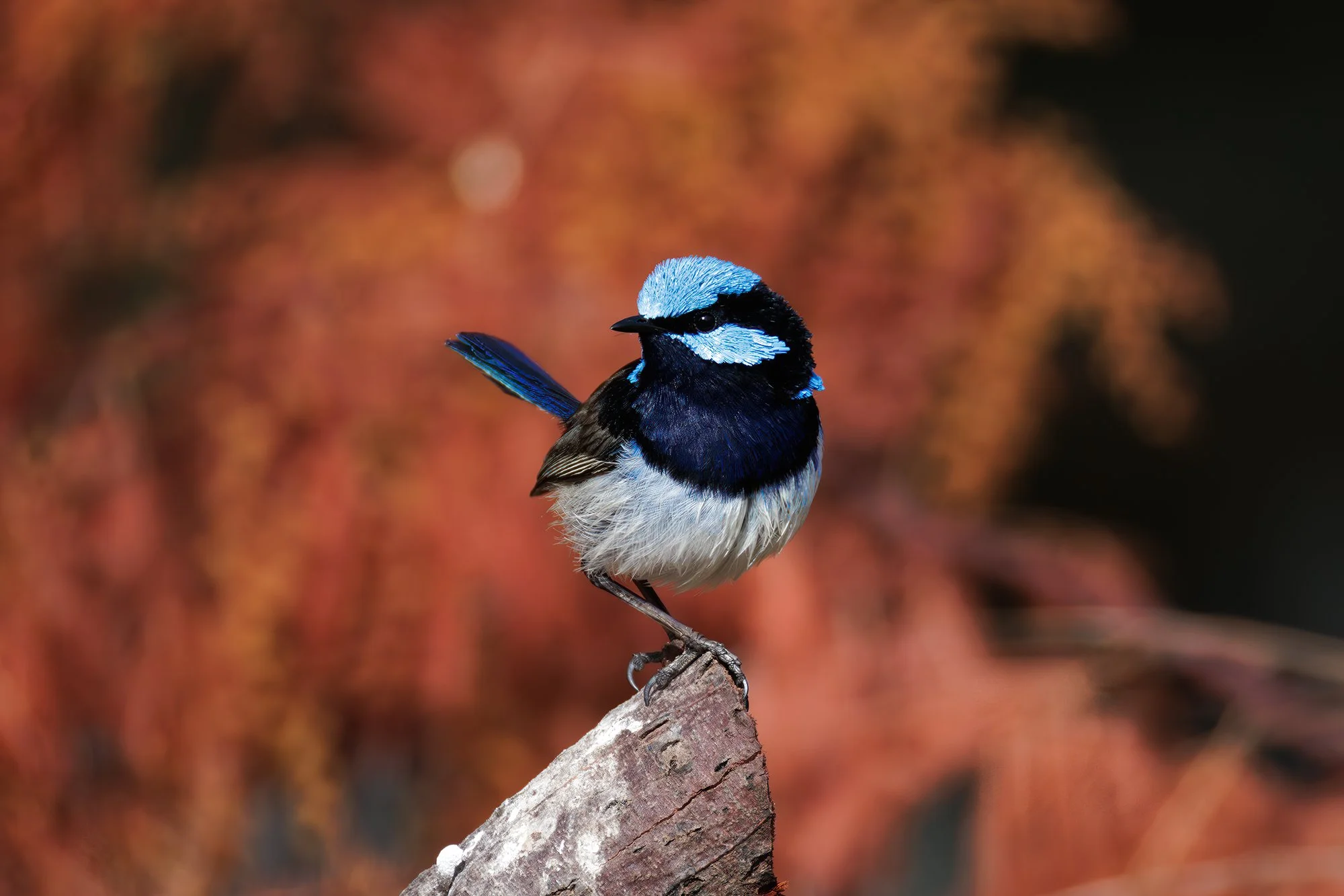 Superb Fairywren