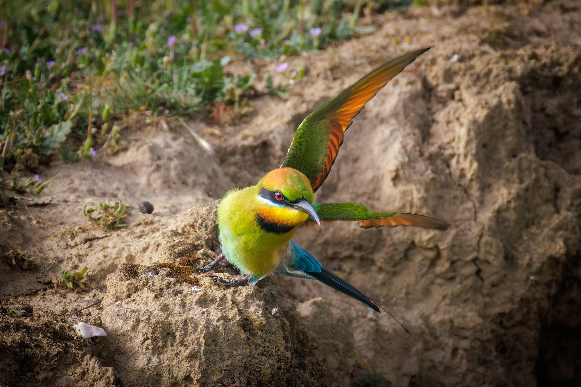 Rainbow Bee Eater
