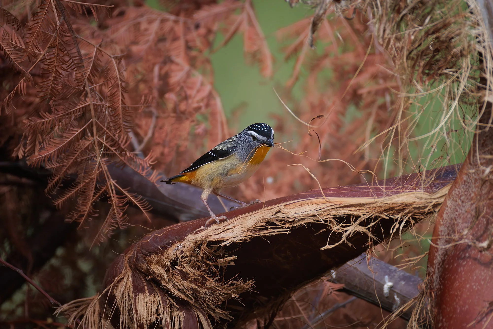 Spotted Pardalote