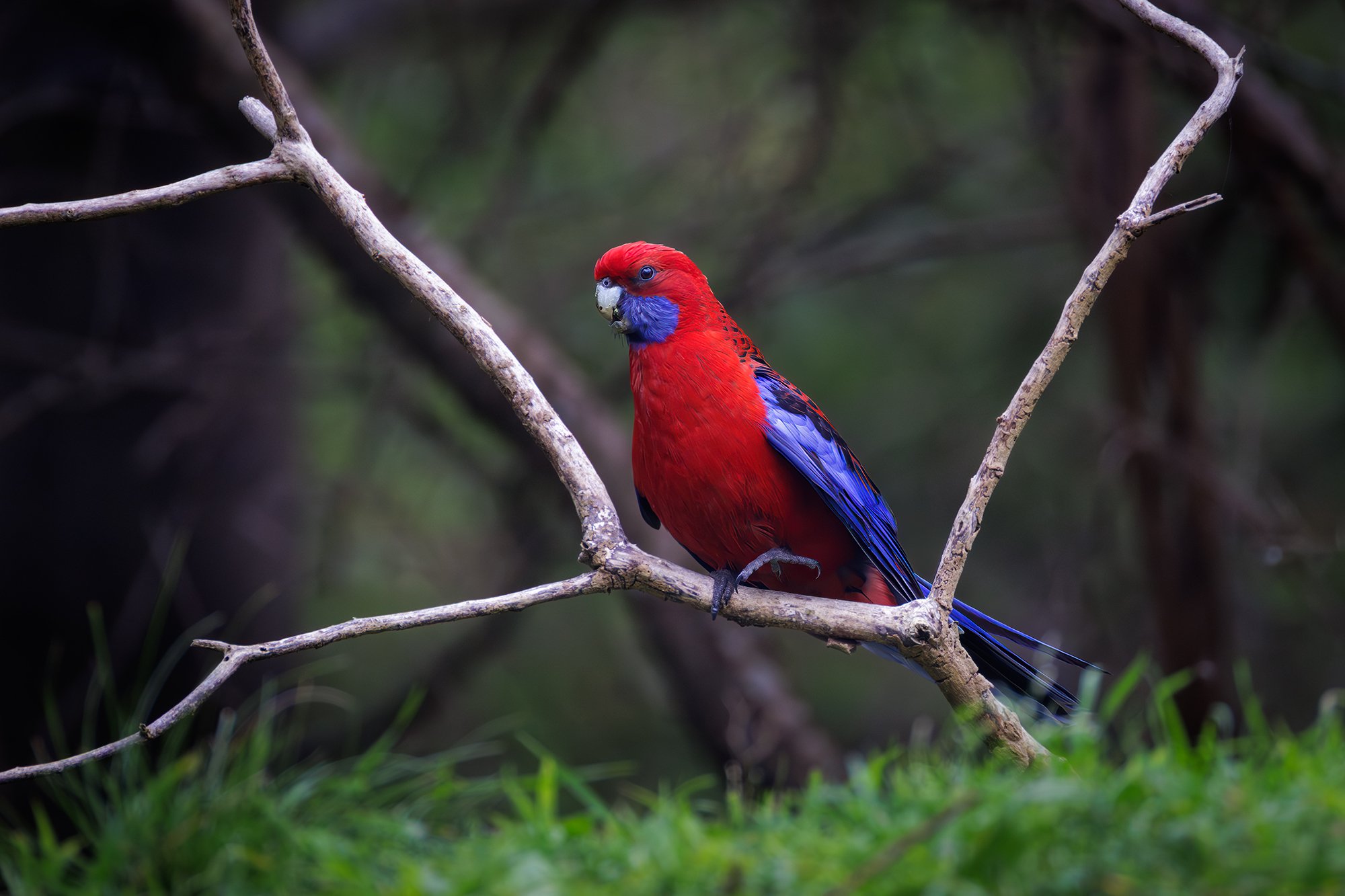 Crimson Rosella