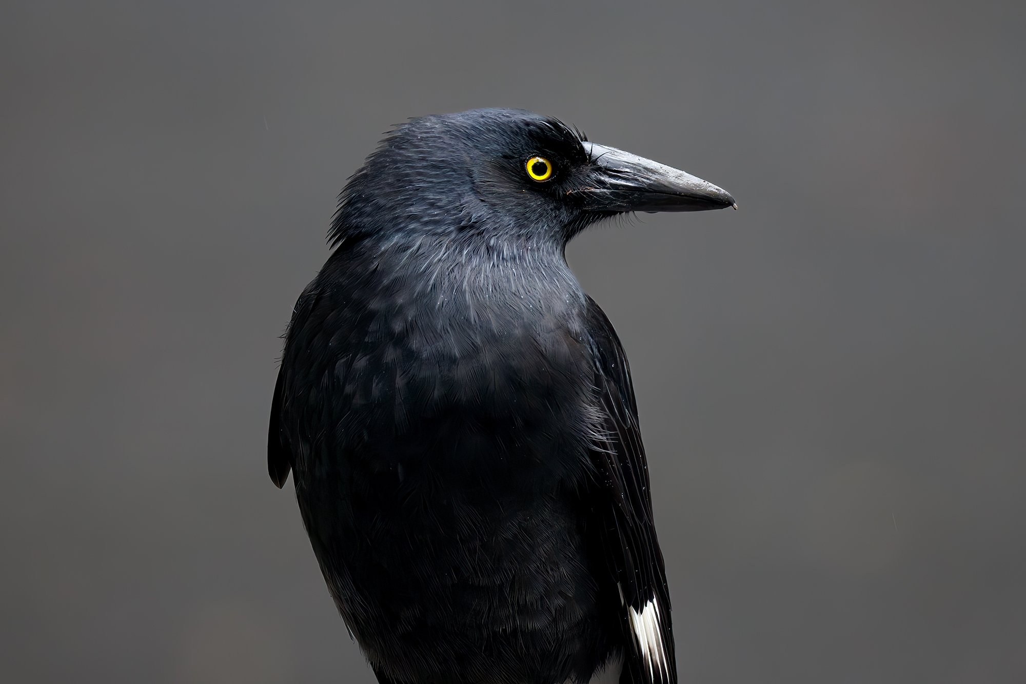 Pied Currawong