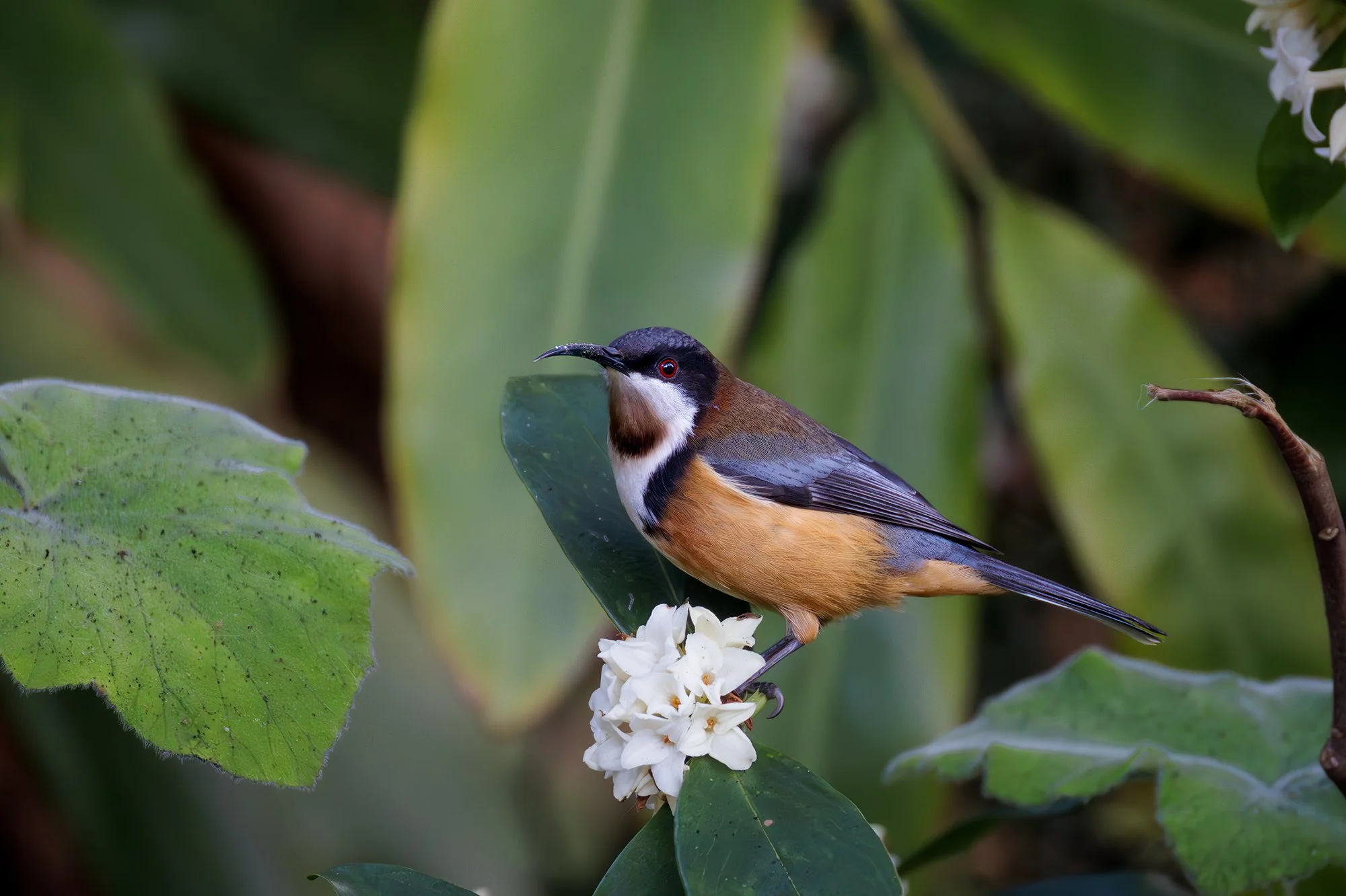 Eastern Spinebill