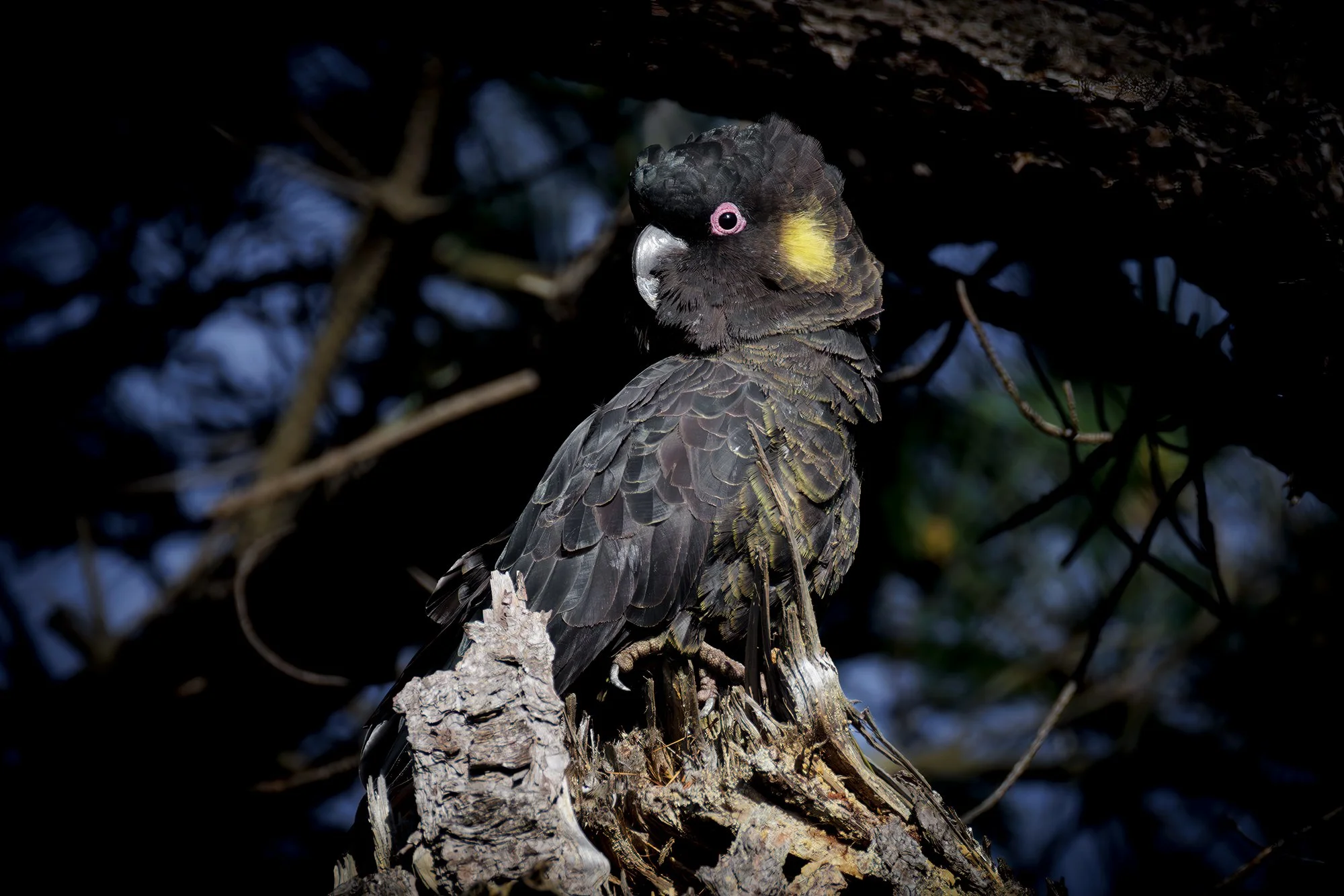Yellow Tailed Black Cockatoo