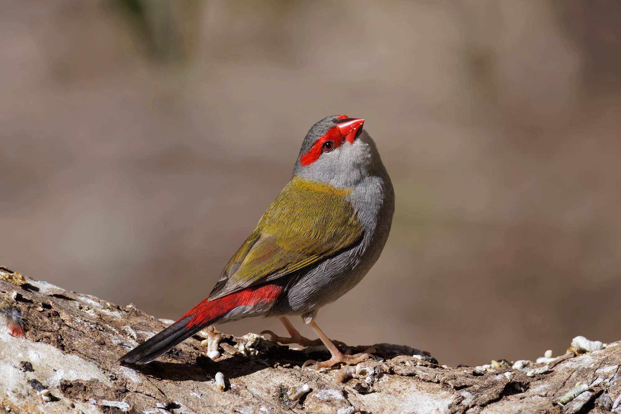 Red Browed Finch