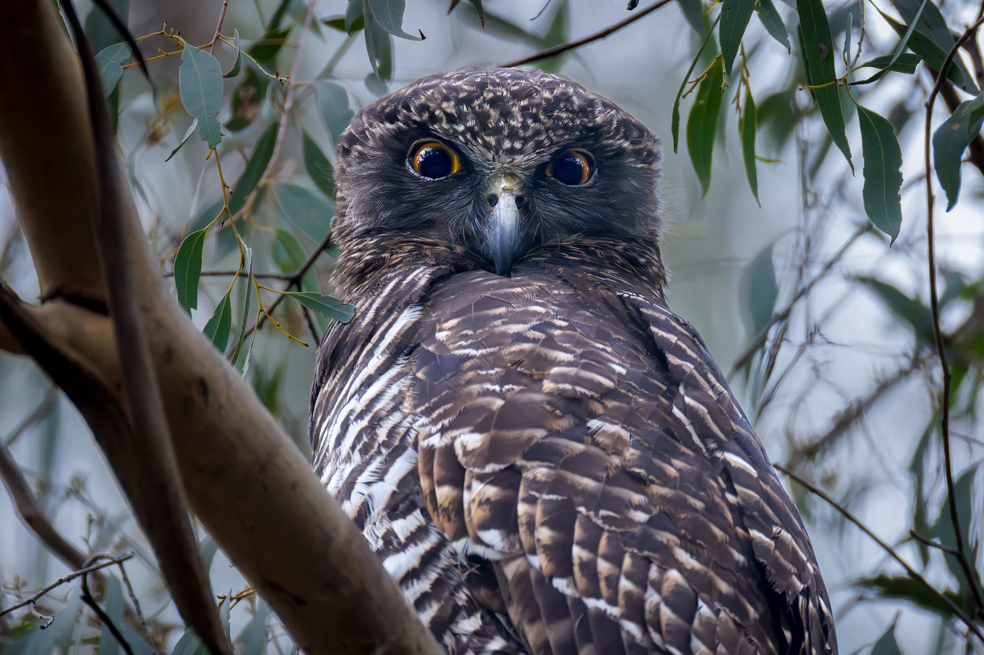 Powerful Owl