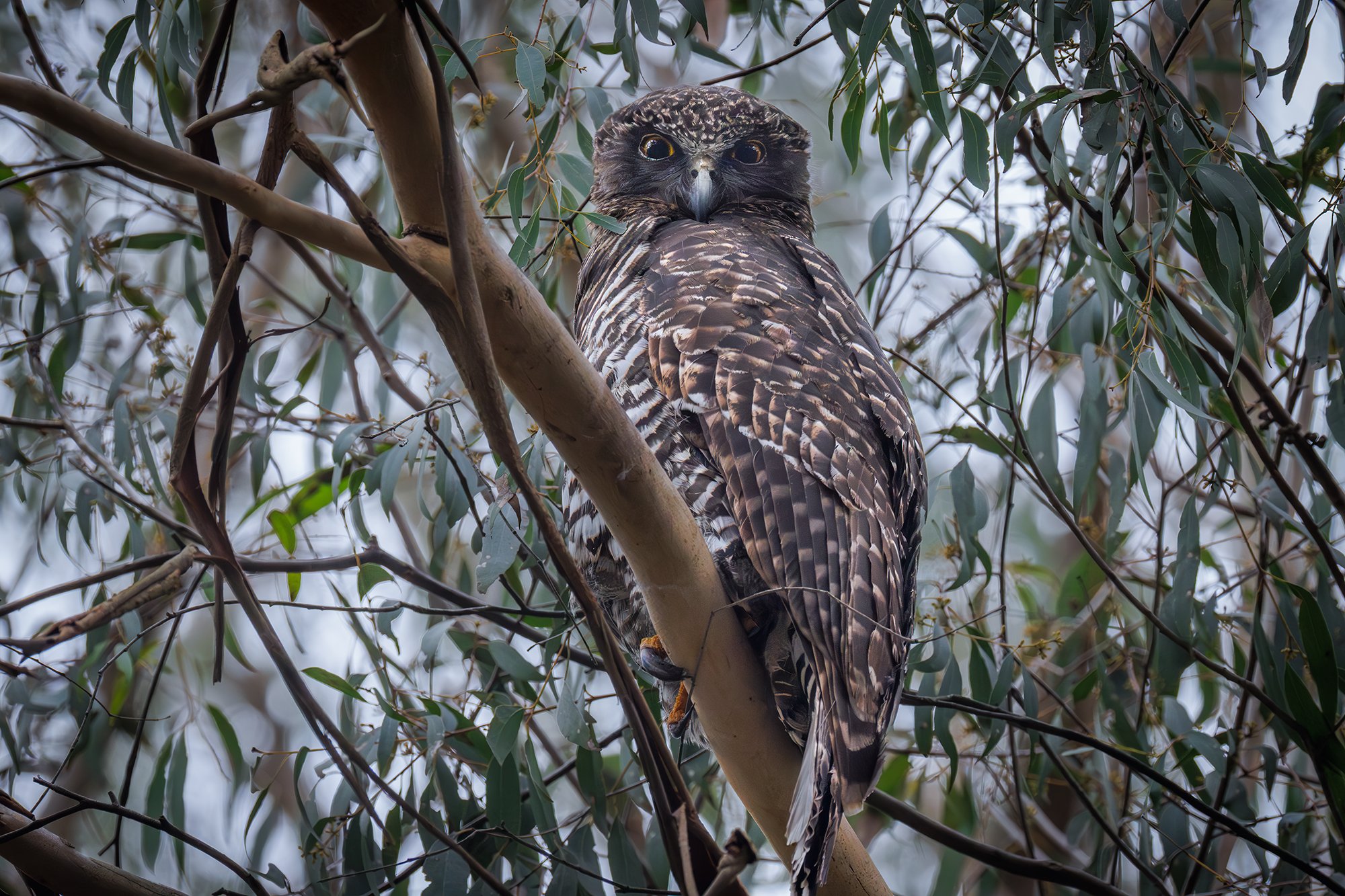 Powerful Owl