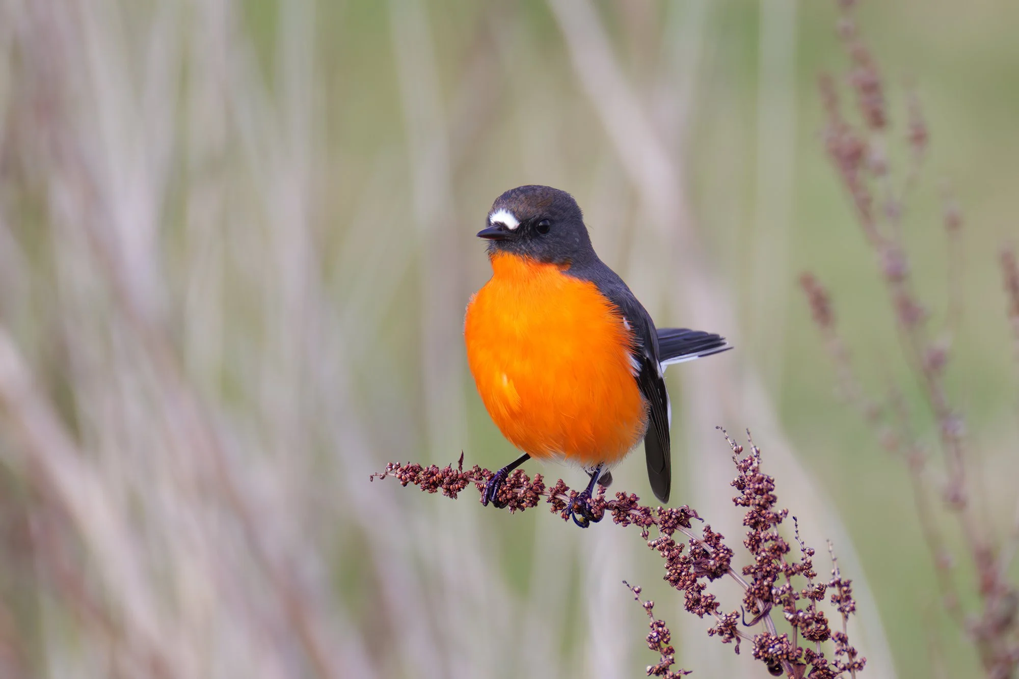 Flame Robin