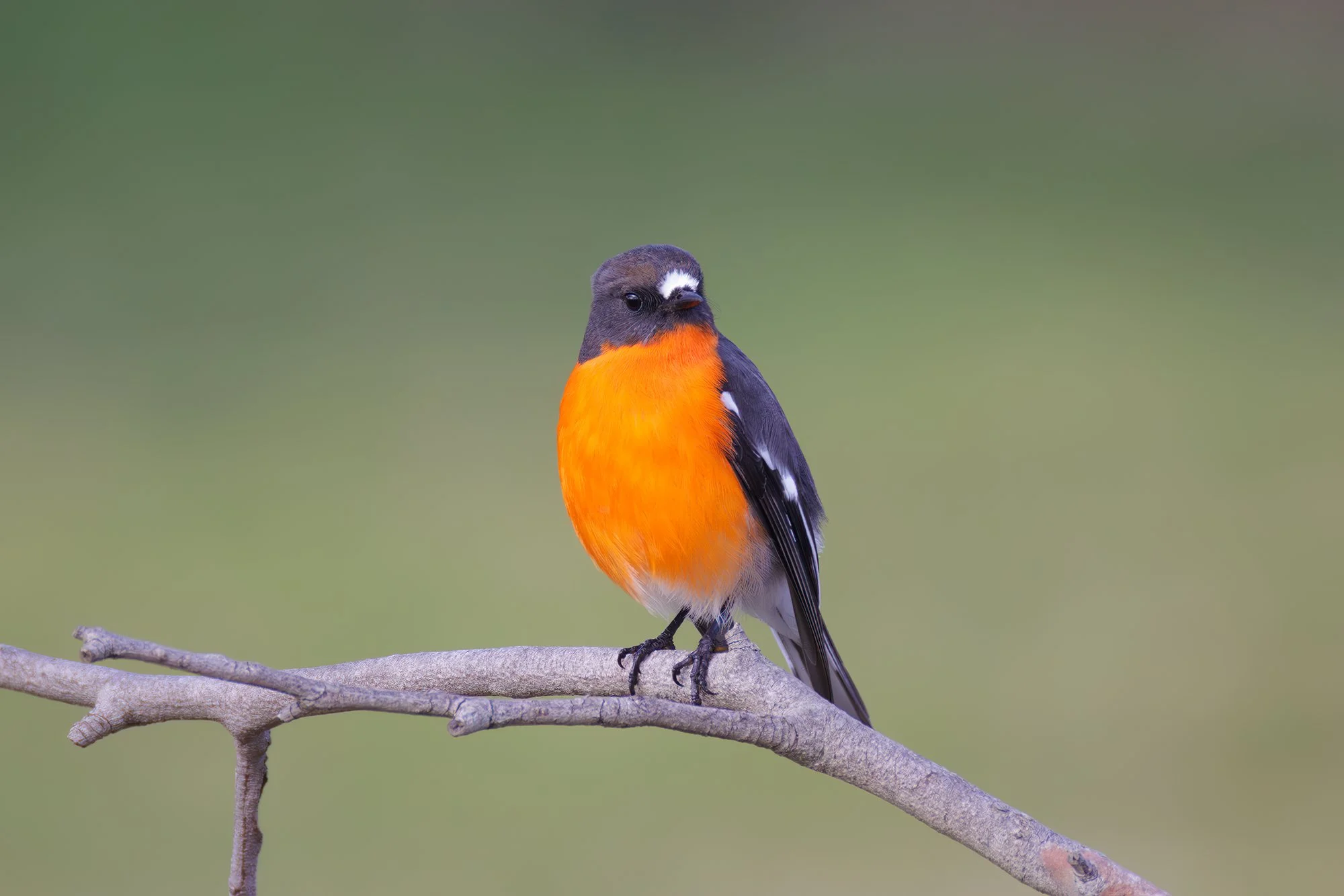 Flame Robin