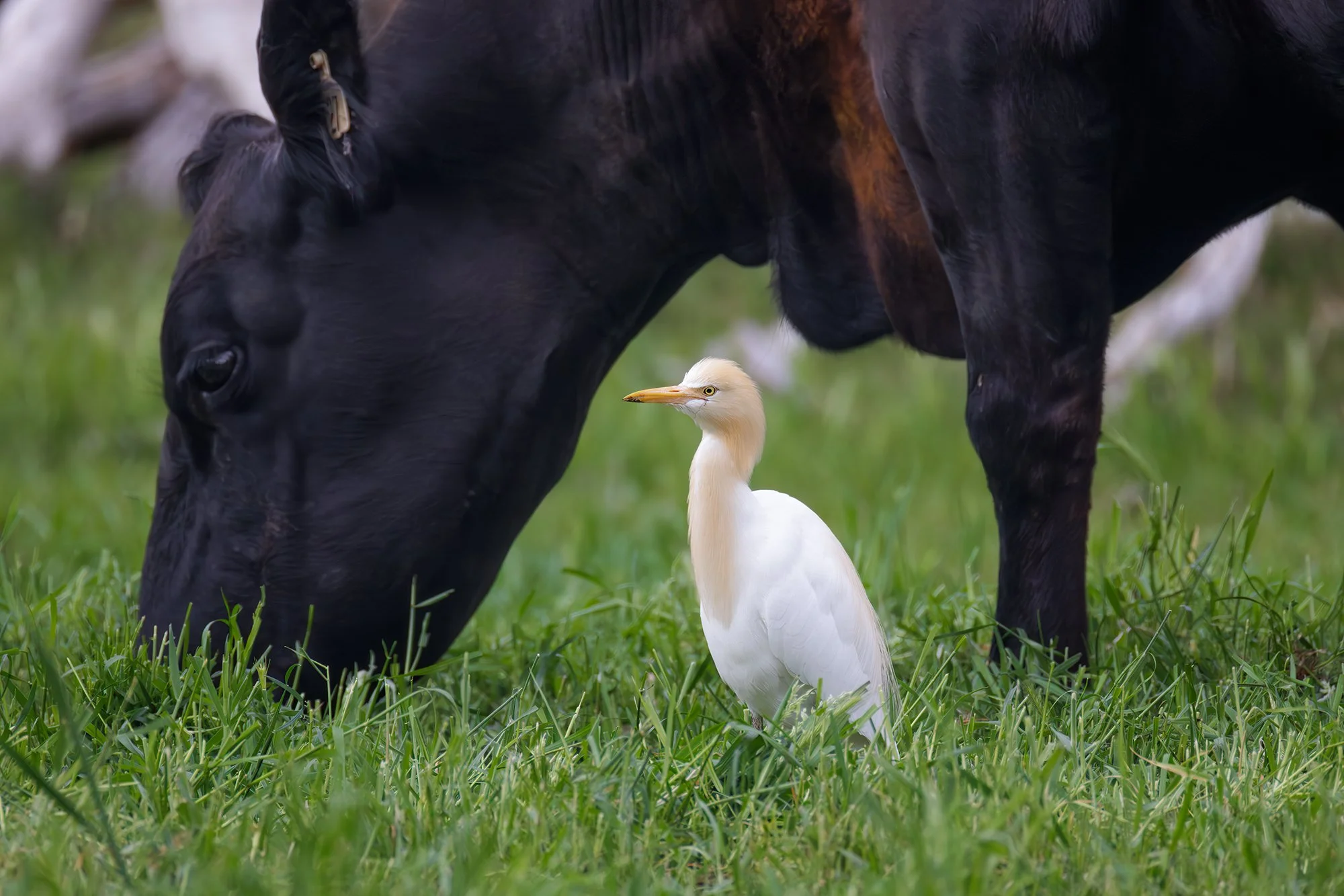 Cattle Egret
