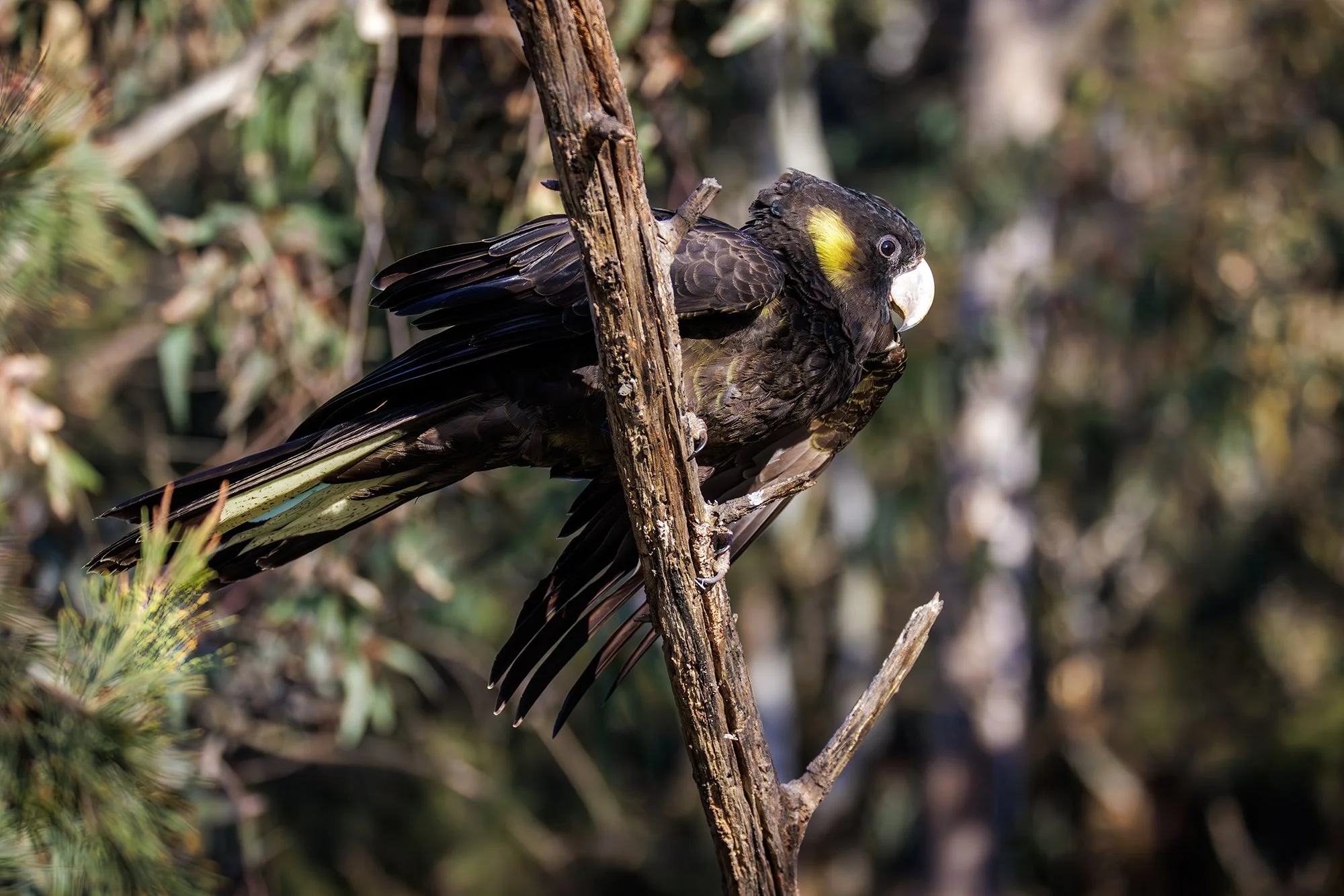 Yellow Tailed Black Cockatoo