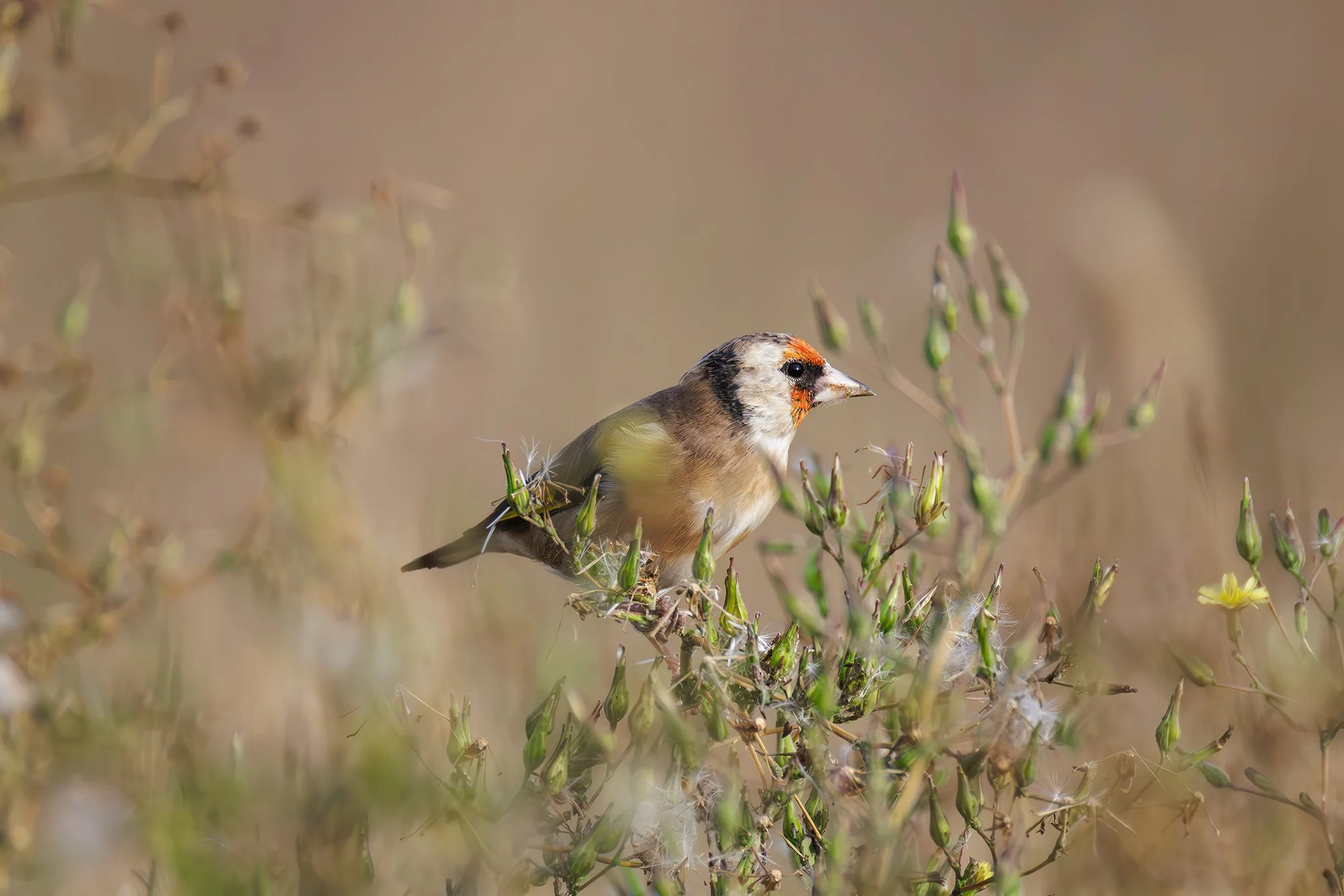 European Goldfinch