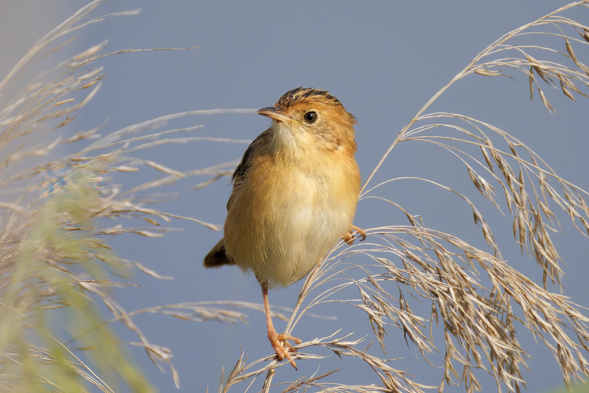 Golden Headed Cisticola