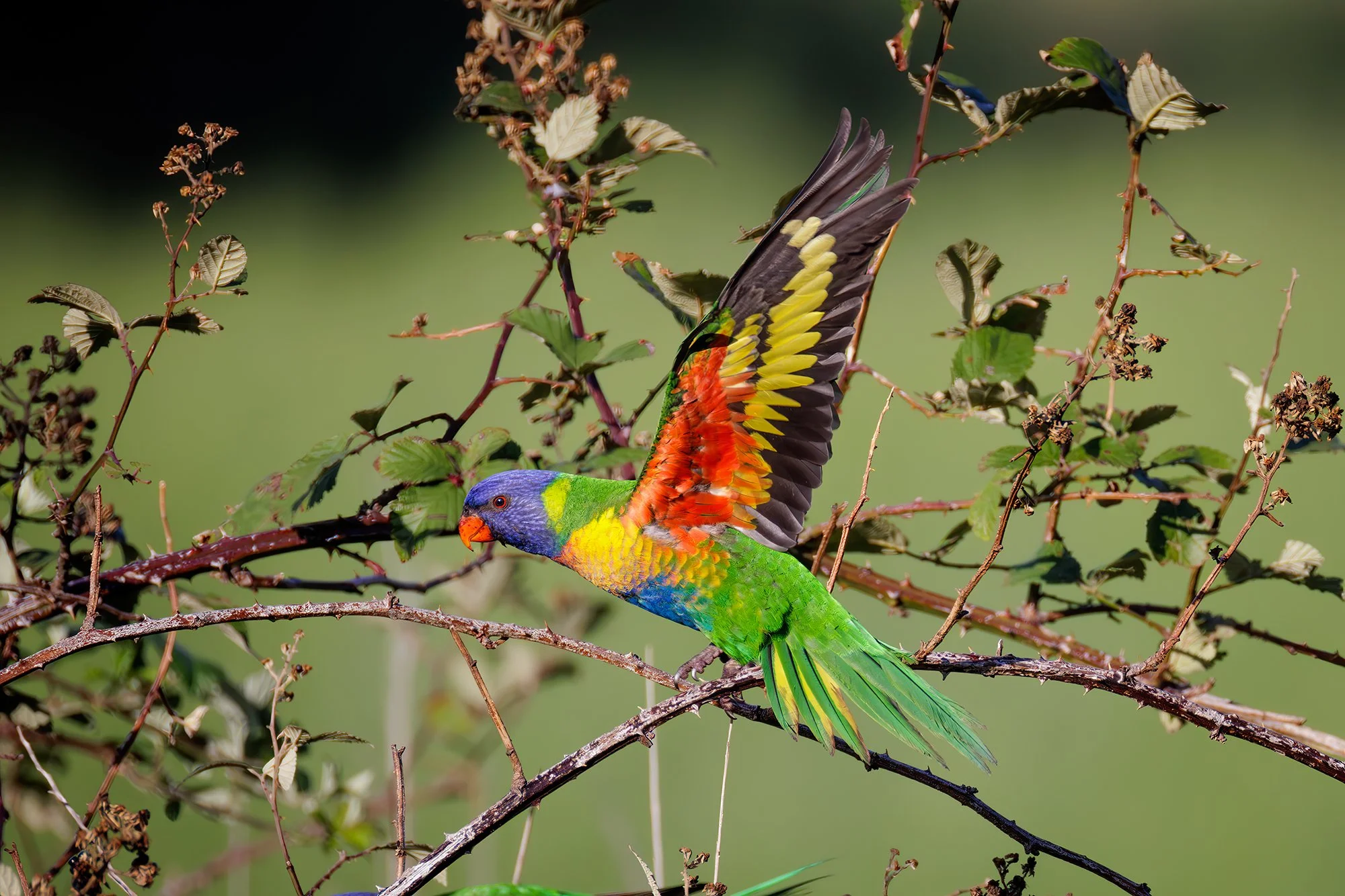 Rainbow Lorikeet