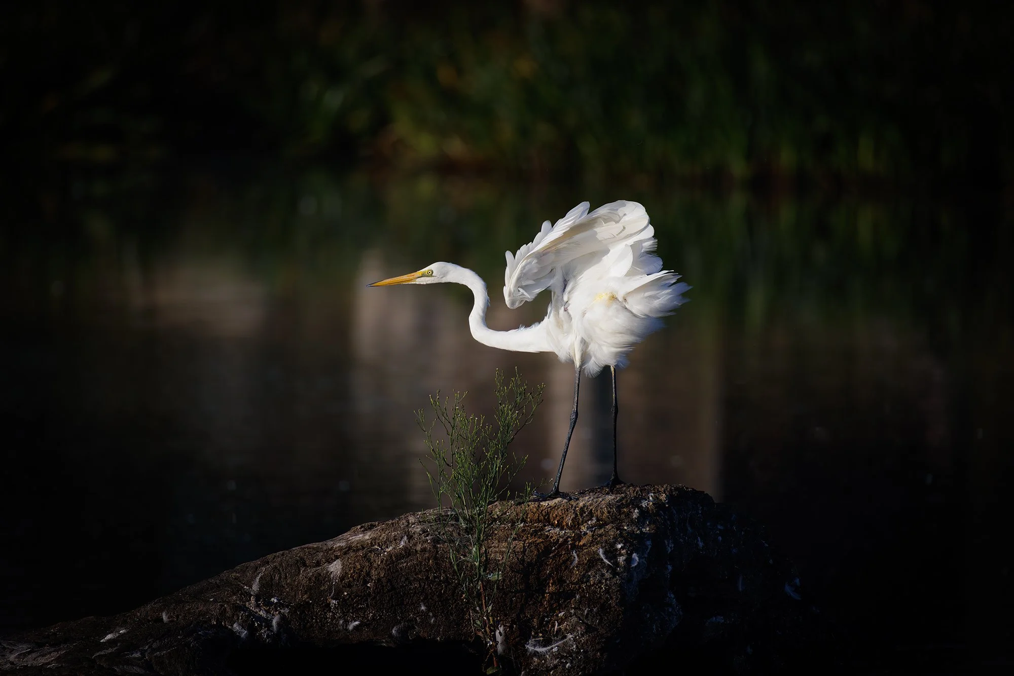 Great Egret