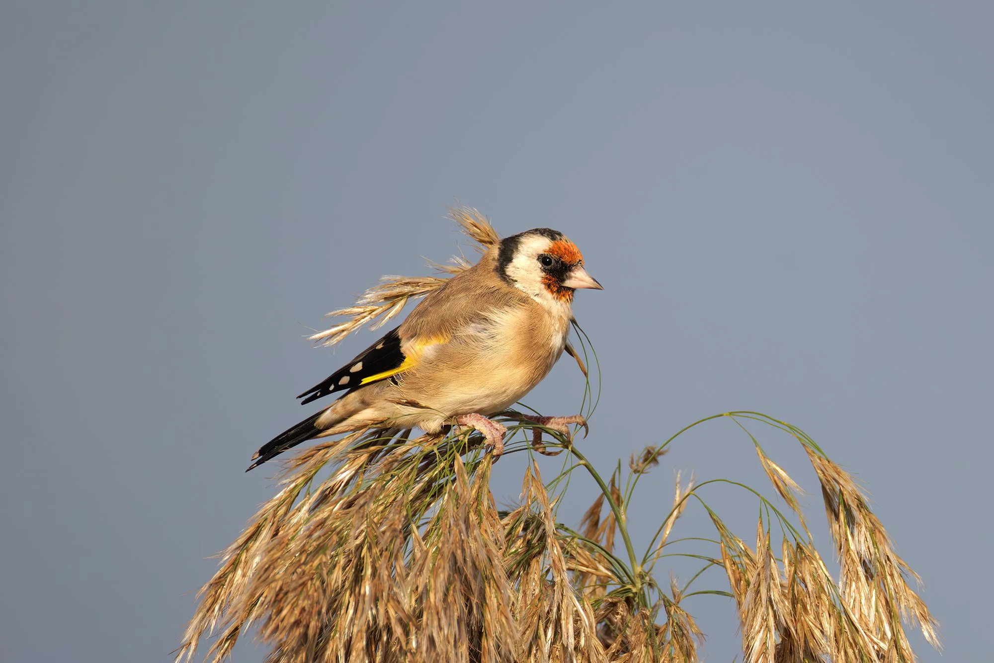 European Goldfinch