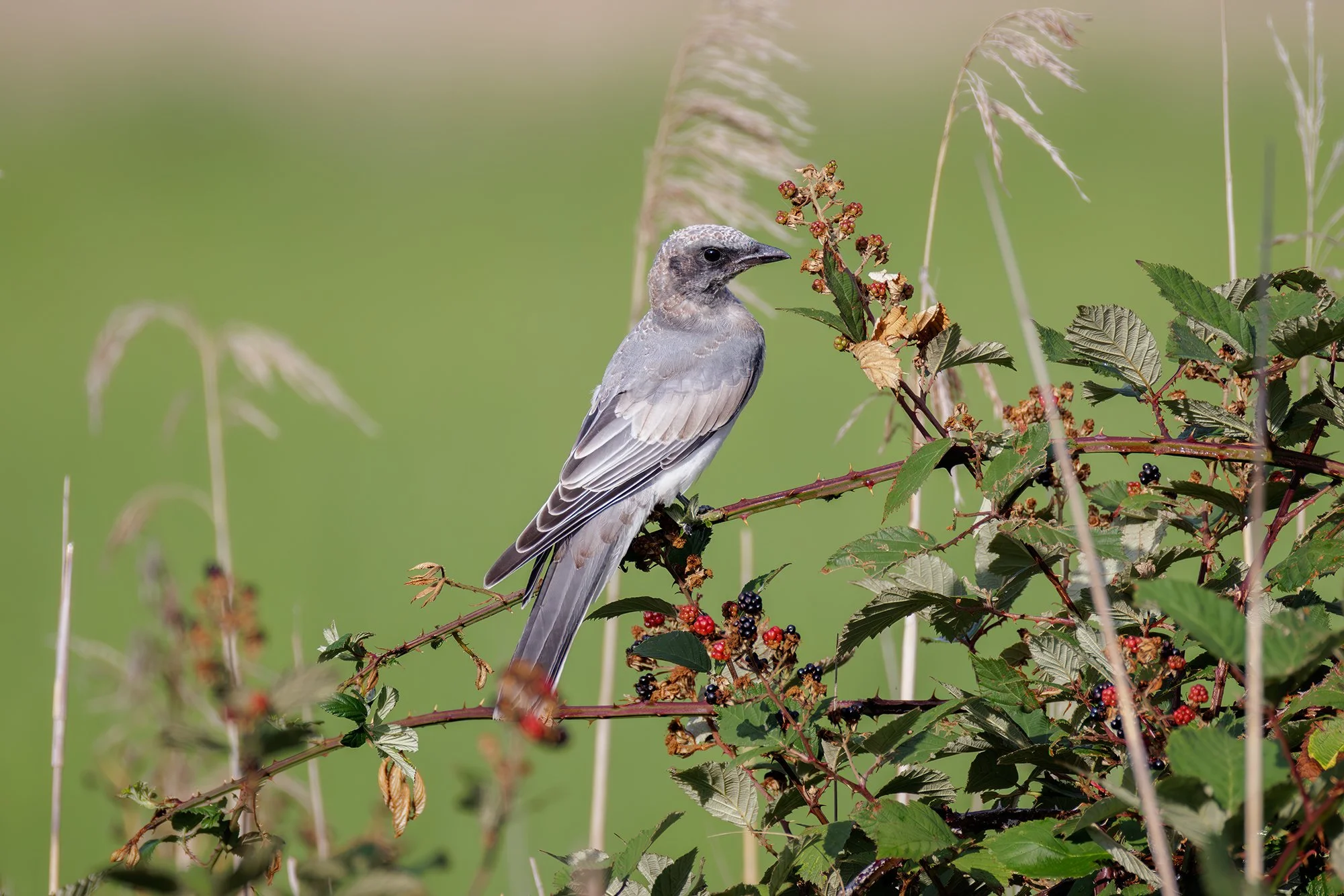 Black Faced Cuckooshrike