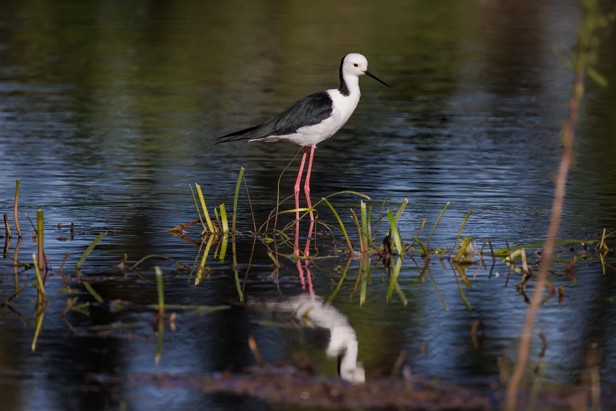 Pied Stilt