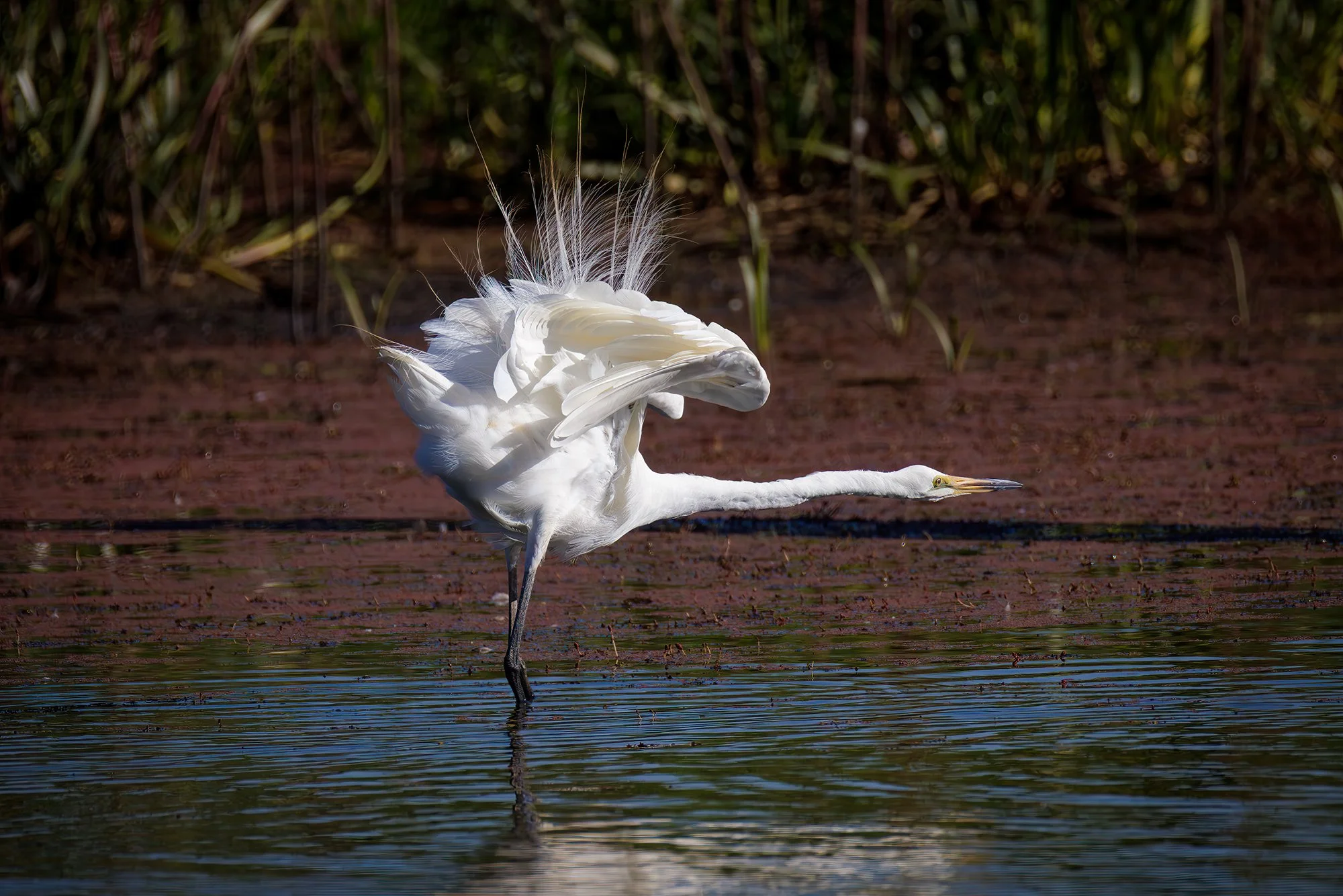 Great Egret