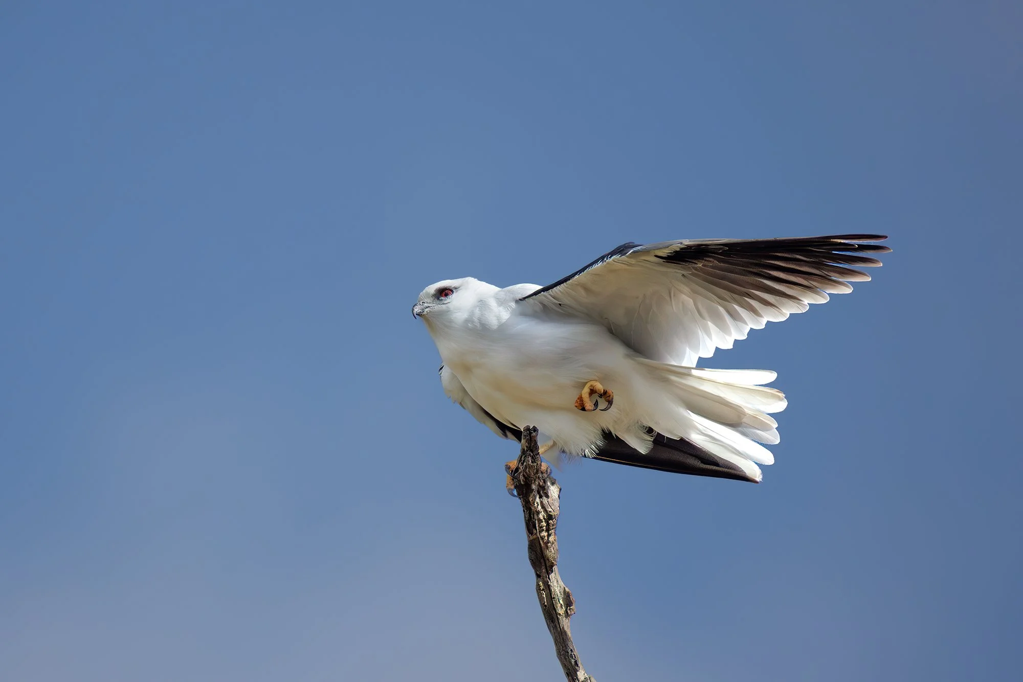 Black Shouldered Kite