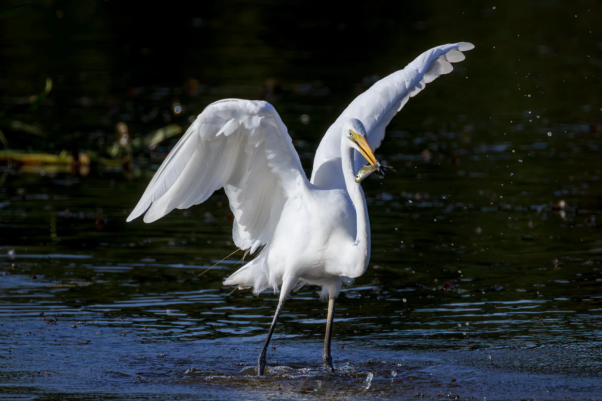 Great Egret