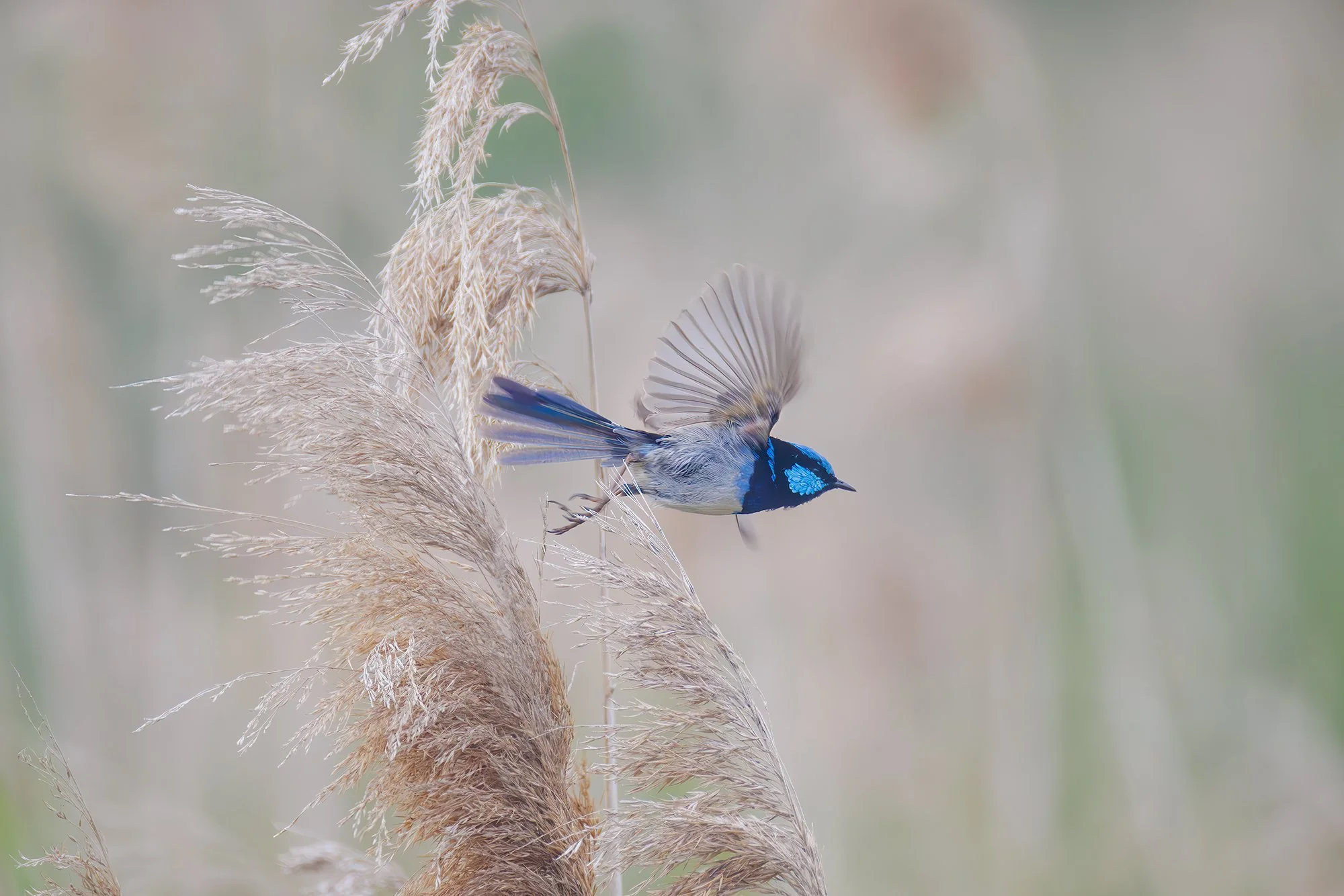 Superb Fairy Wren
