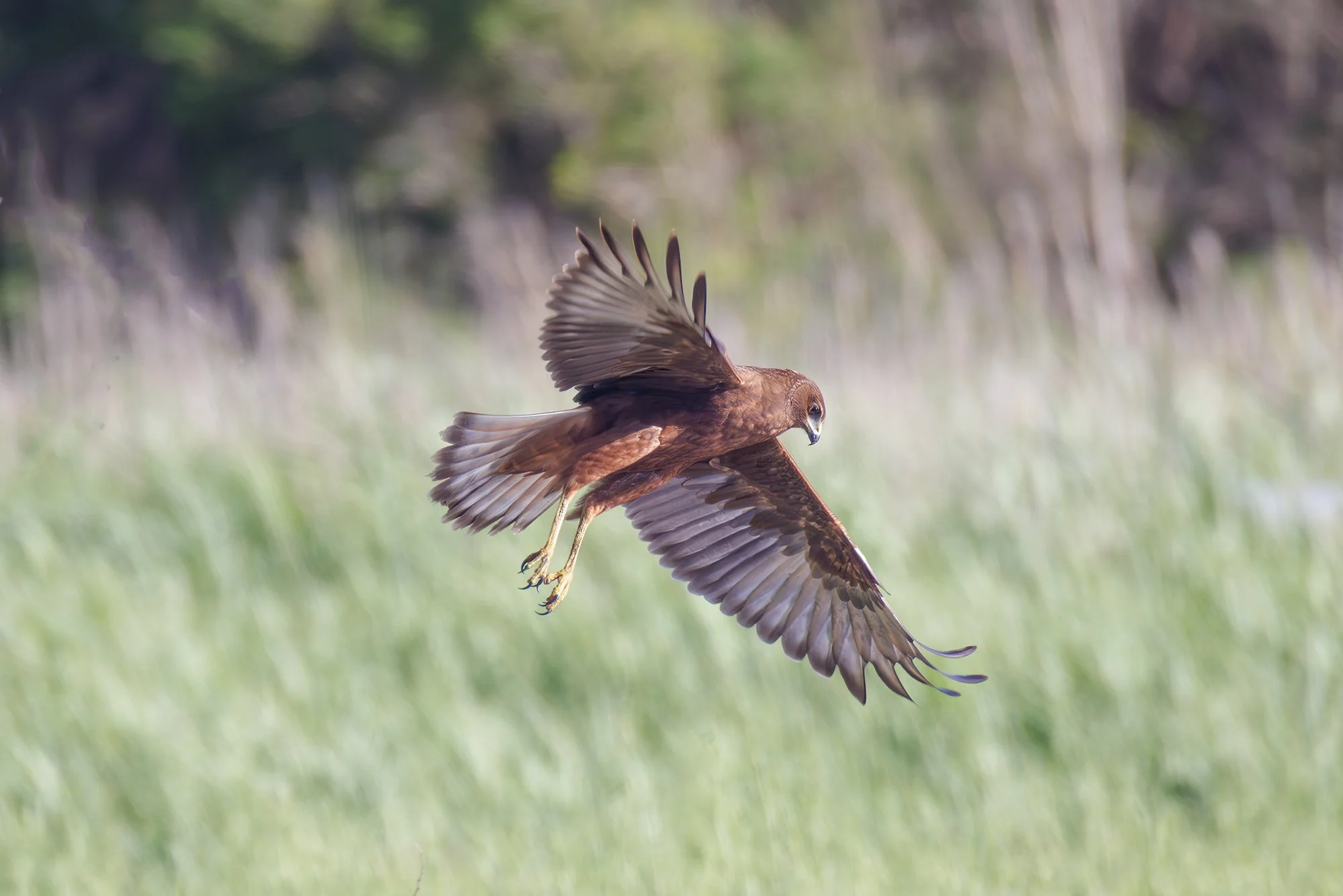 Swamp Harrier