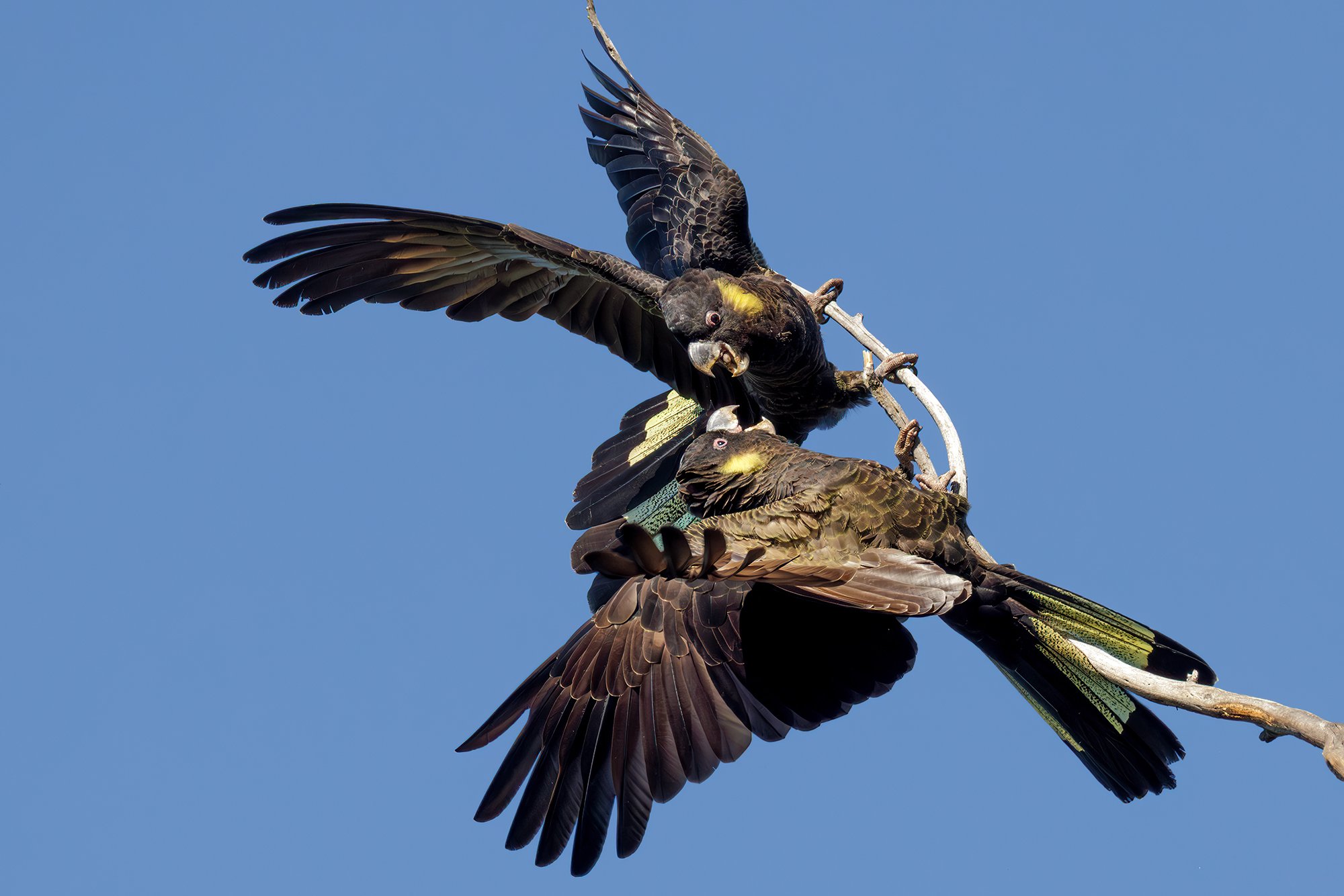 Yellow Tailed Black Cockatoos
