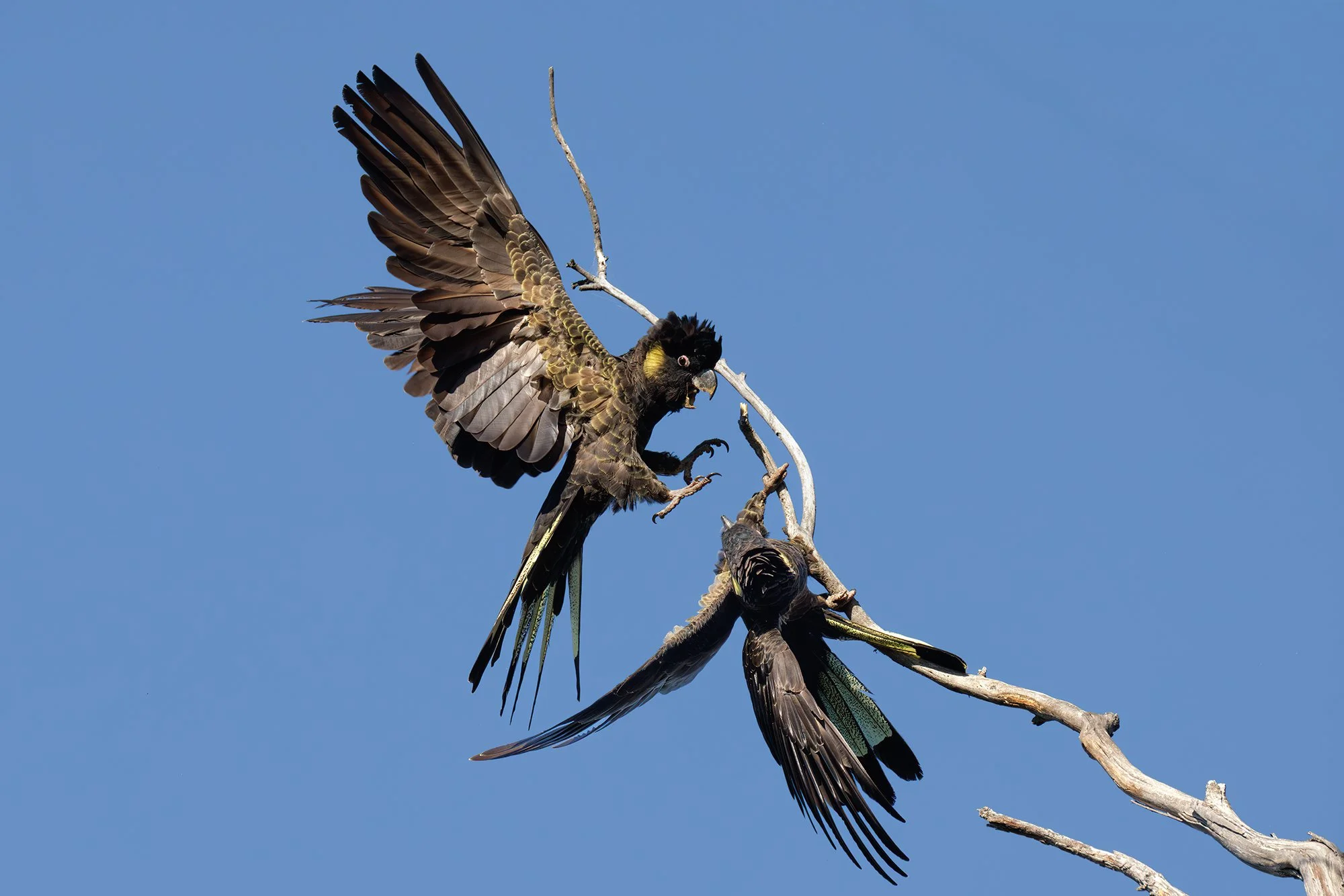Yellow Tailed Black Cockatoos