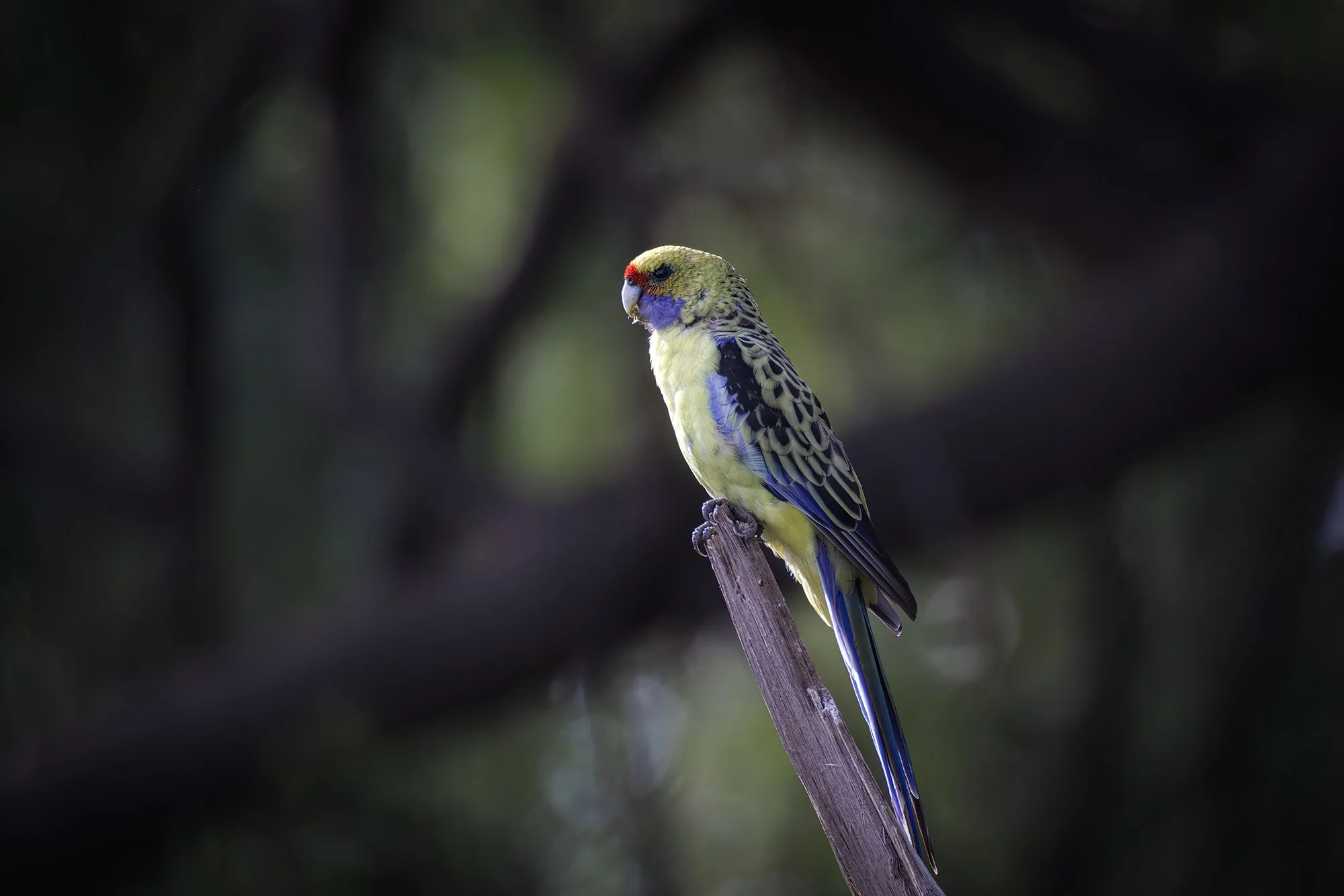 Yellow Rosella