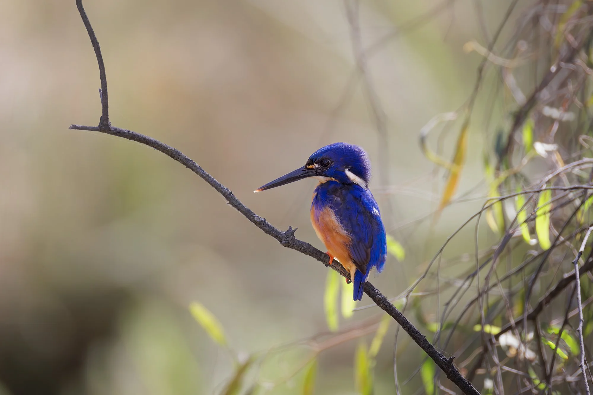 Azure Kingfisher