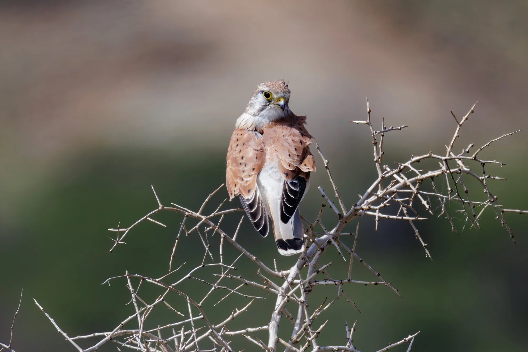 Nankeen Kestrel