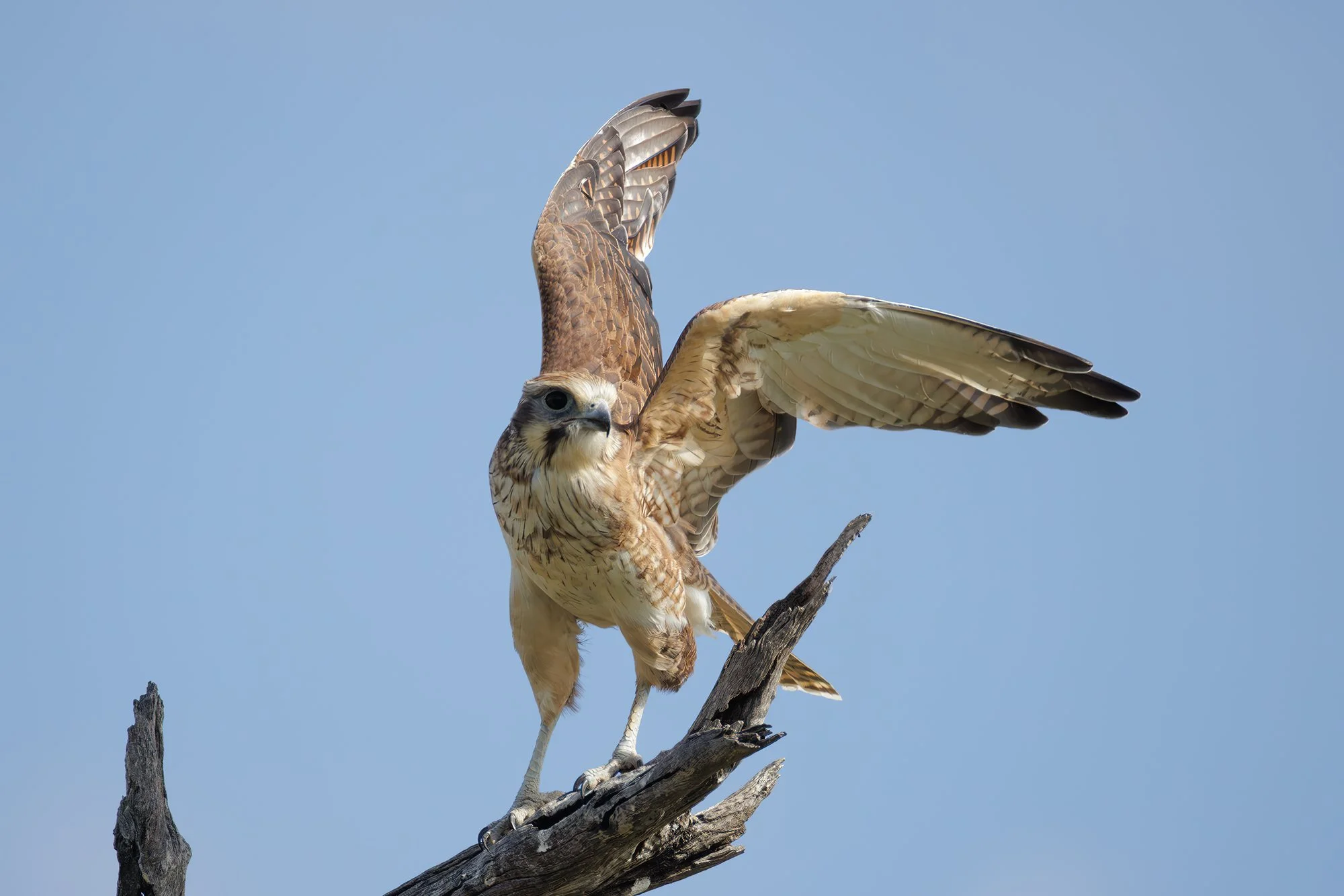 Brown Falcon